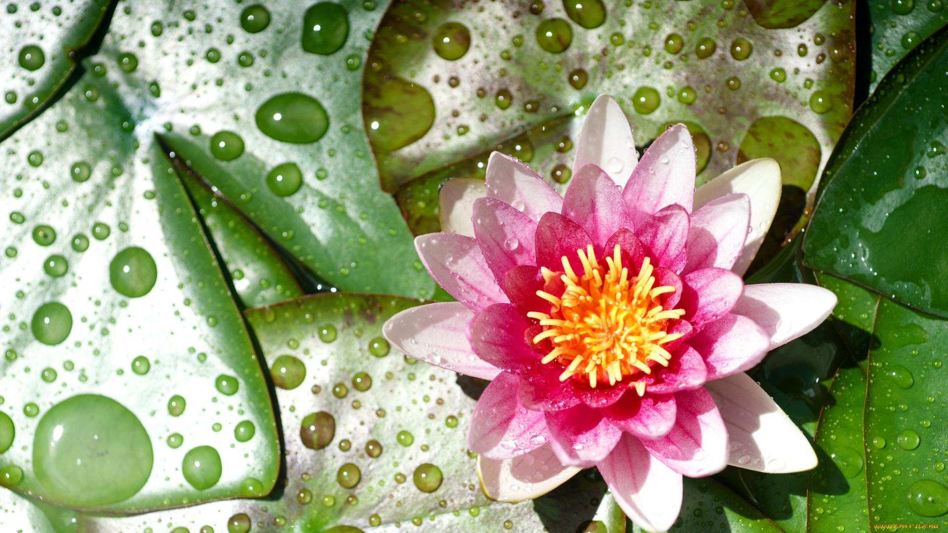 цветы, лилии, водяные, , нимфеи, , кувшинки, капли