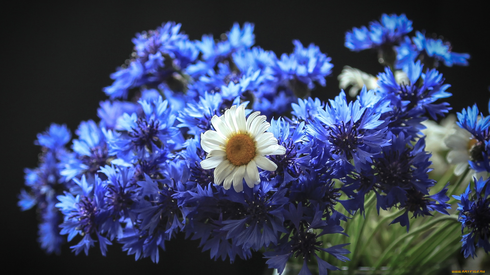 цветы, луговые, , полевые, , цветы, ромашка, васильки