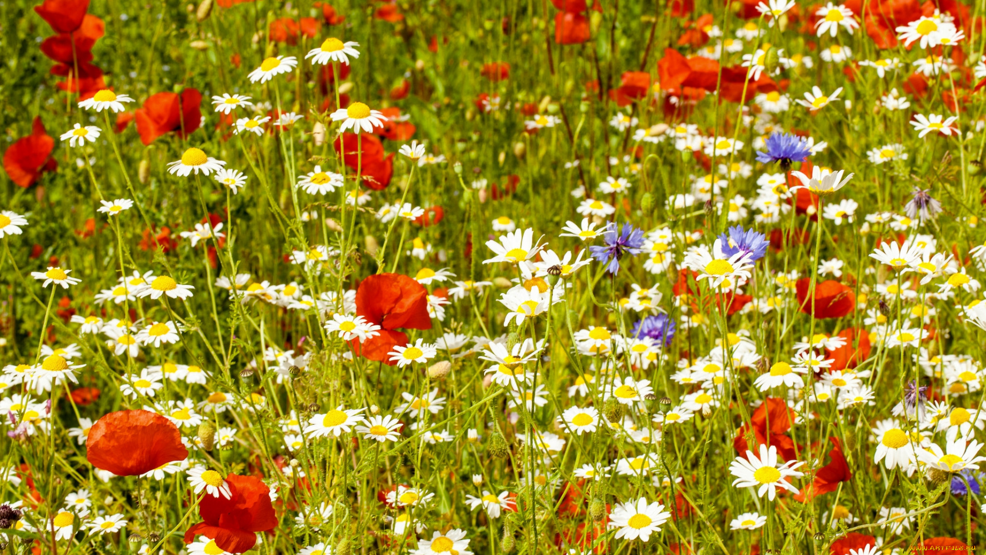 цветы, луговые, , полевые, , цветы, васильки, маки, ромашки