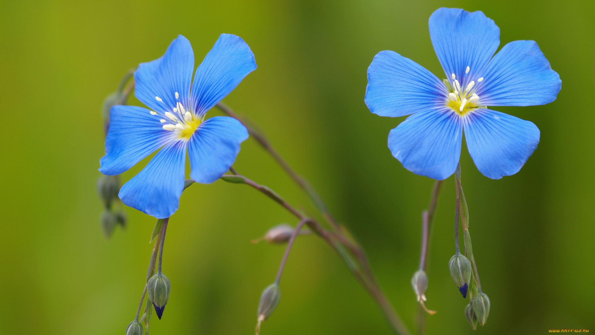 цветы, лён, , ленок, голубые, бутоны, фон, лен