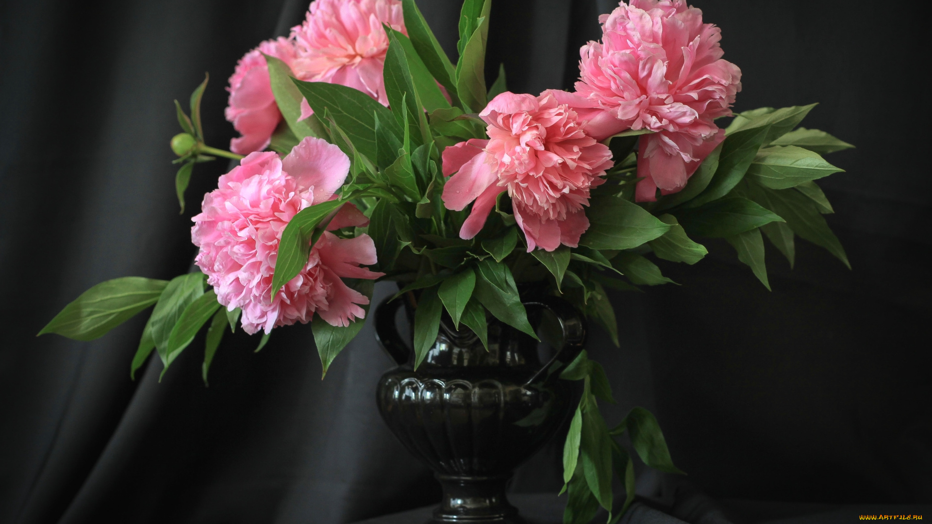 цветы, пионы, букет