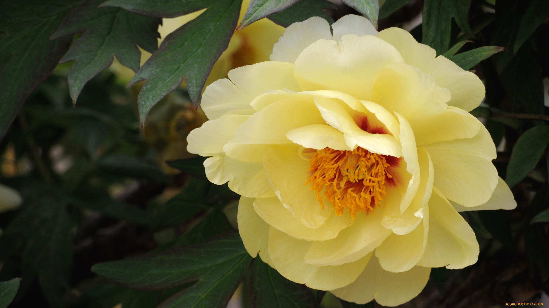 цветы, пионы, макро