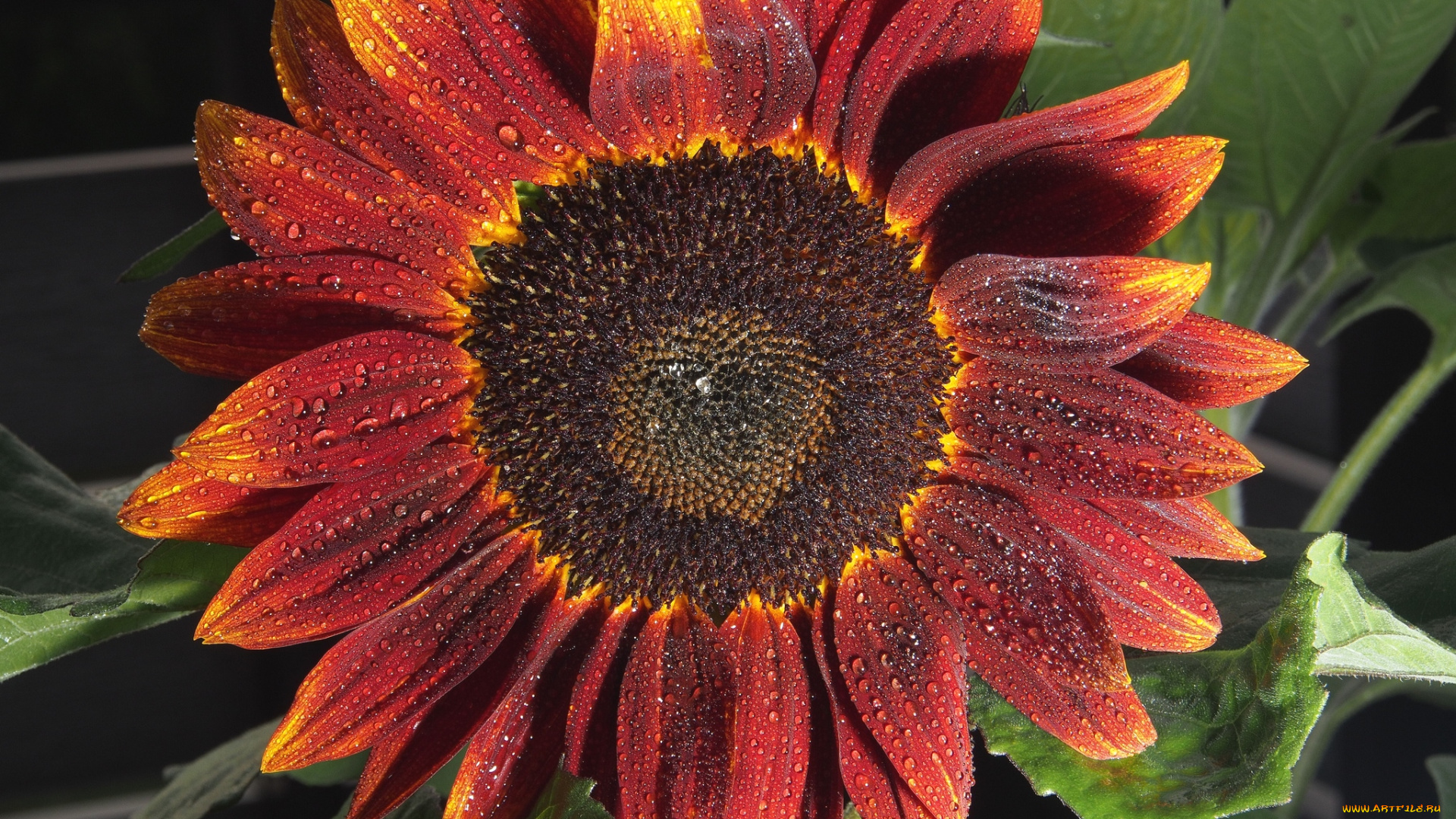 цветы, подсолнухи, макро