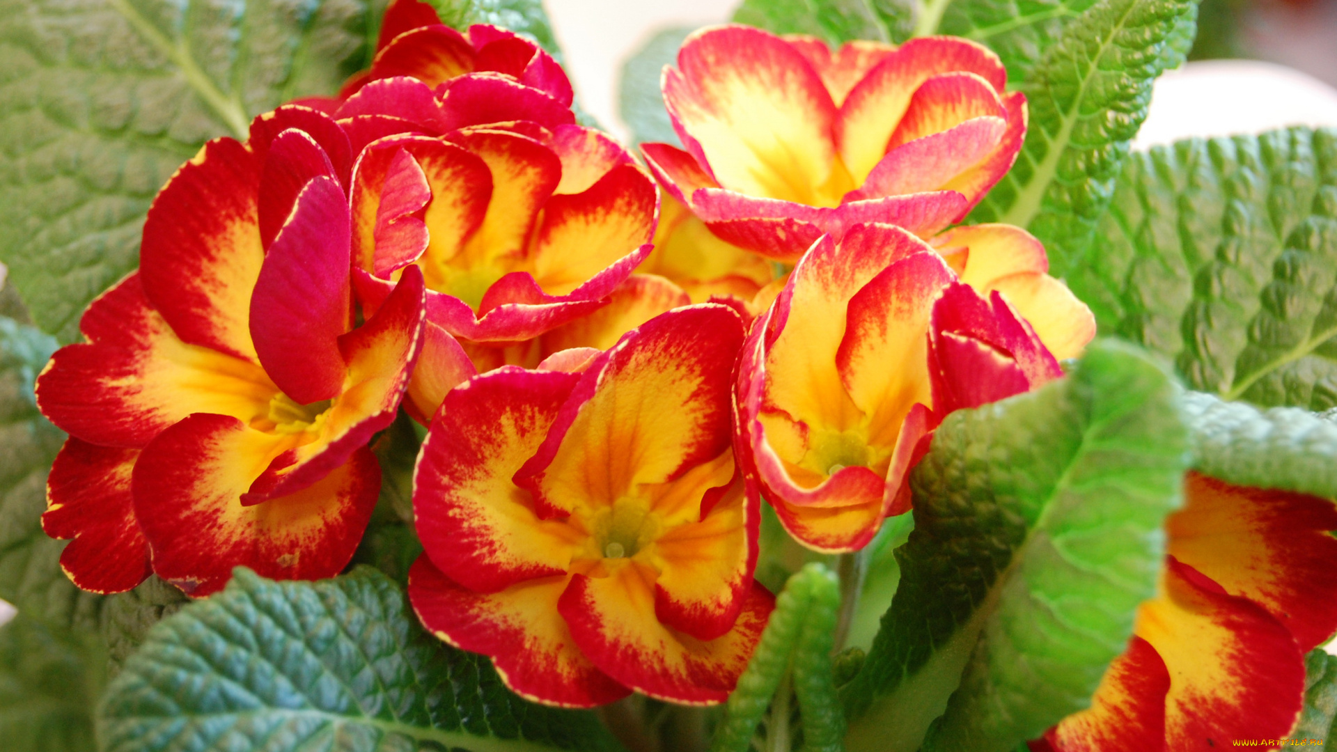 цветы, примулы, красная, примула