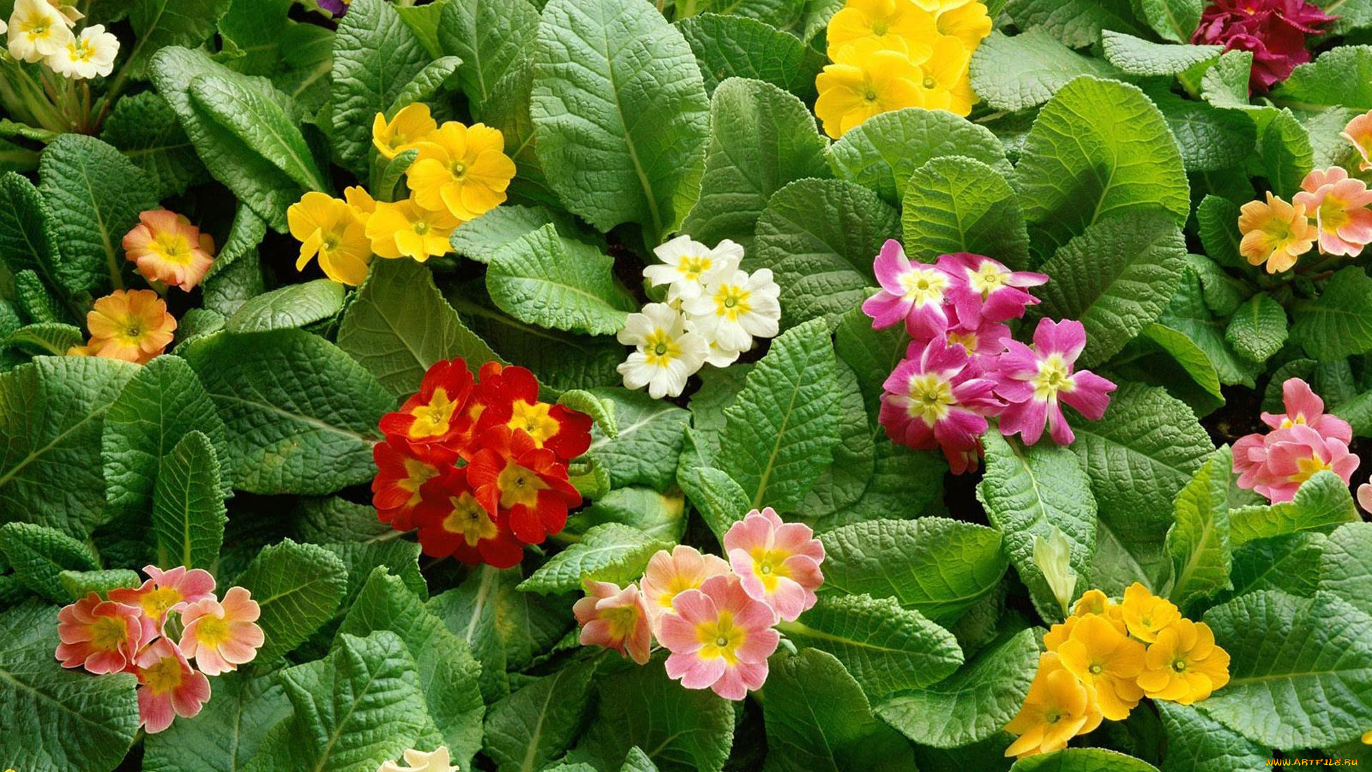 цветы, примулы, листья