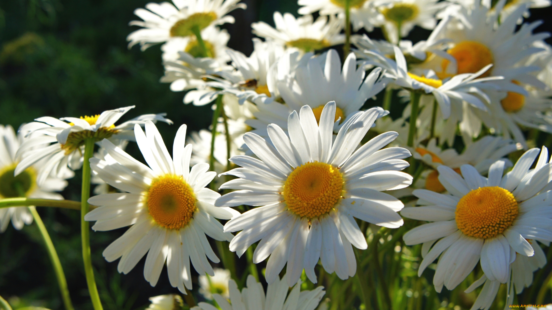 цветы, ромашки, лепестки