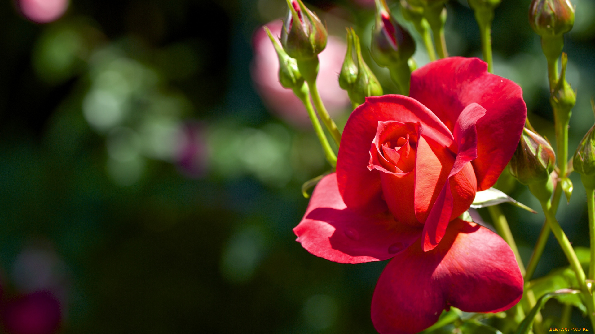 цветы, розы, красный