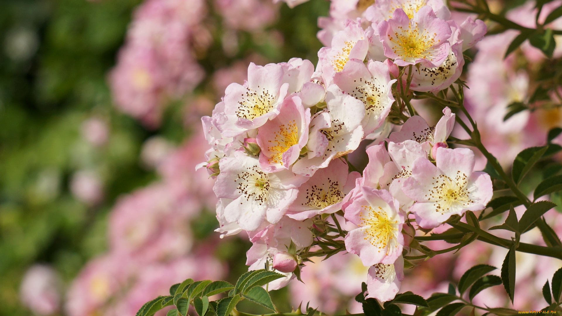 цветы, шиповник, куст
