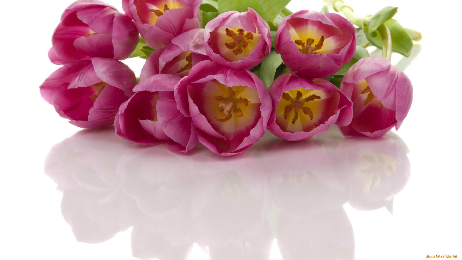 цветы, тюльпаны, красные