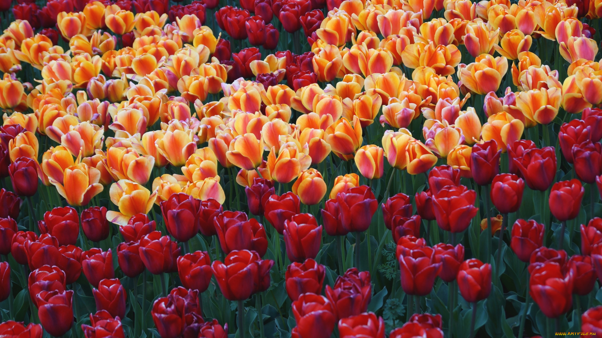 цветы, тюльпаны, много