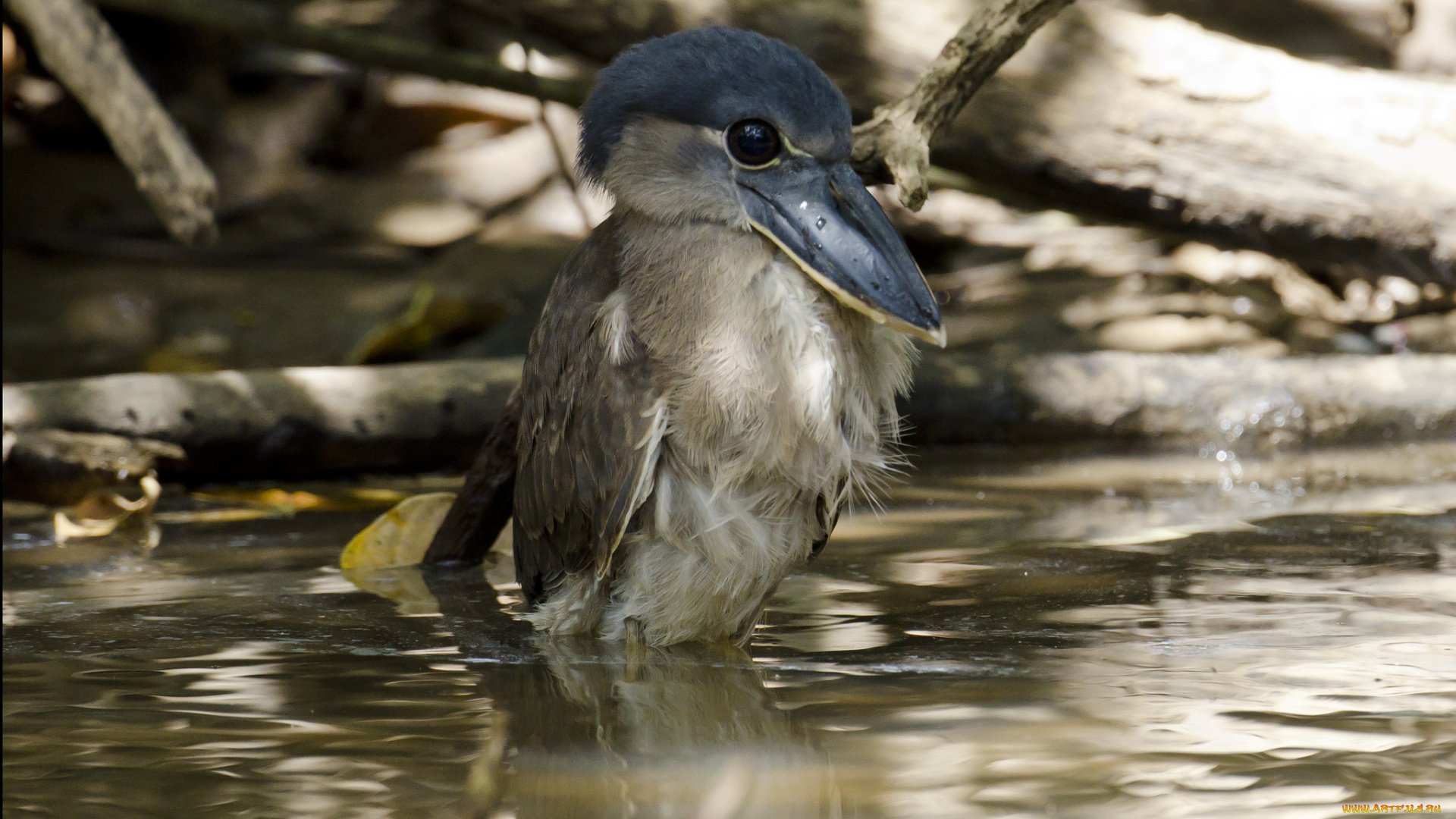 juvenile, boat-billed, heron, животные, цапли, птичка