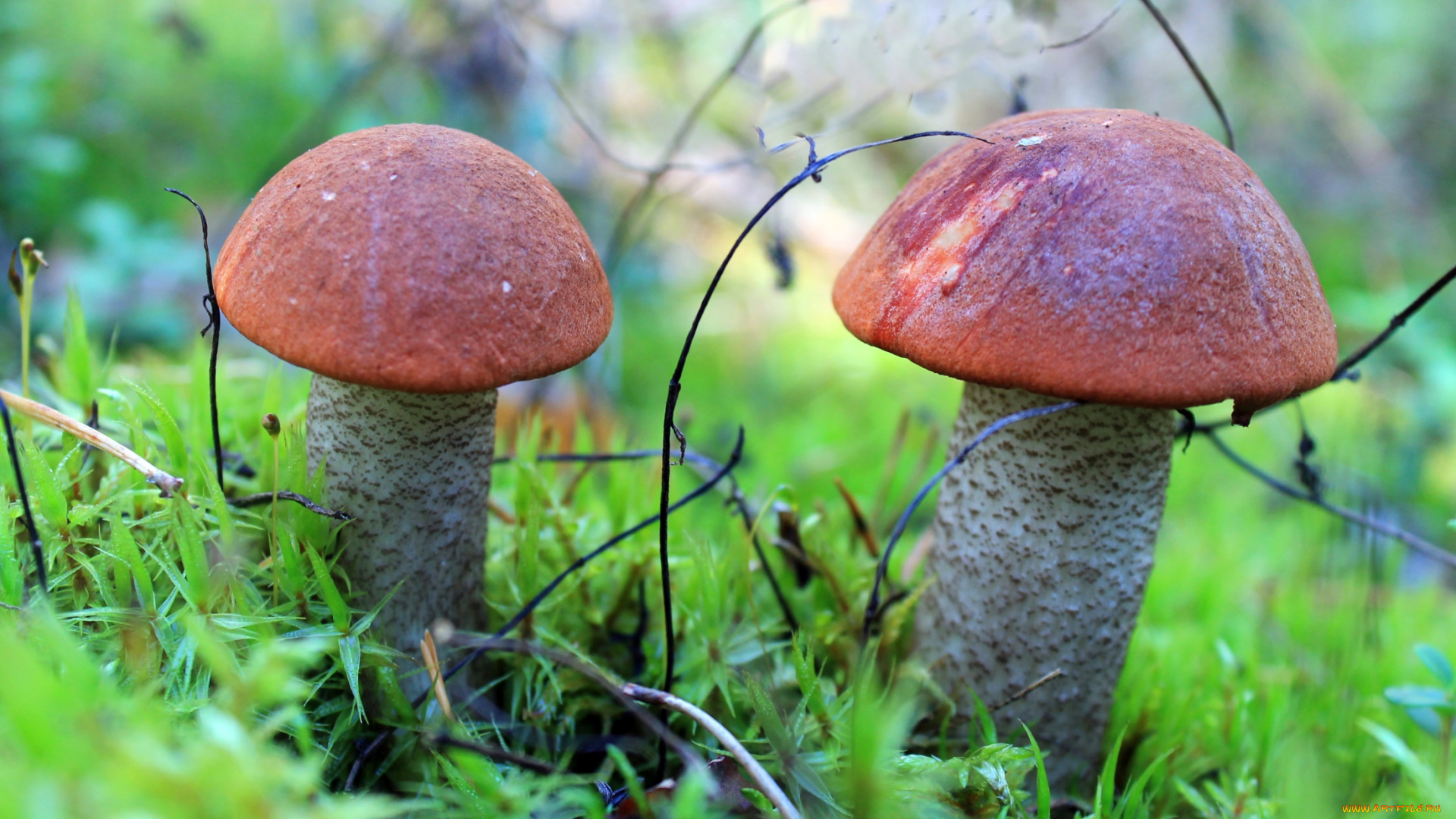 природа, грибы, подосиновики