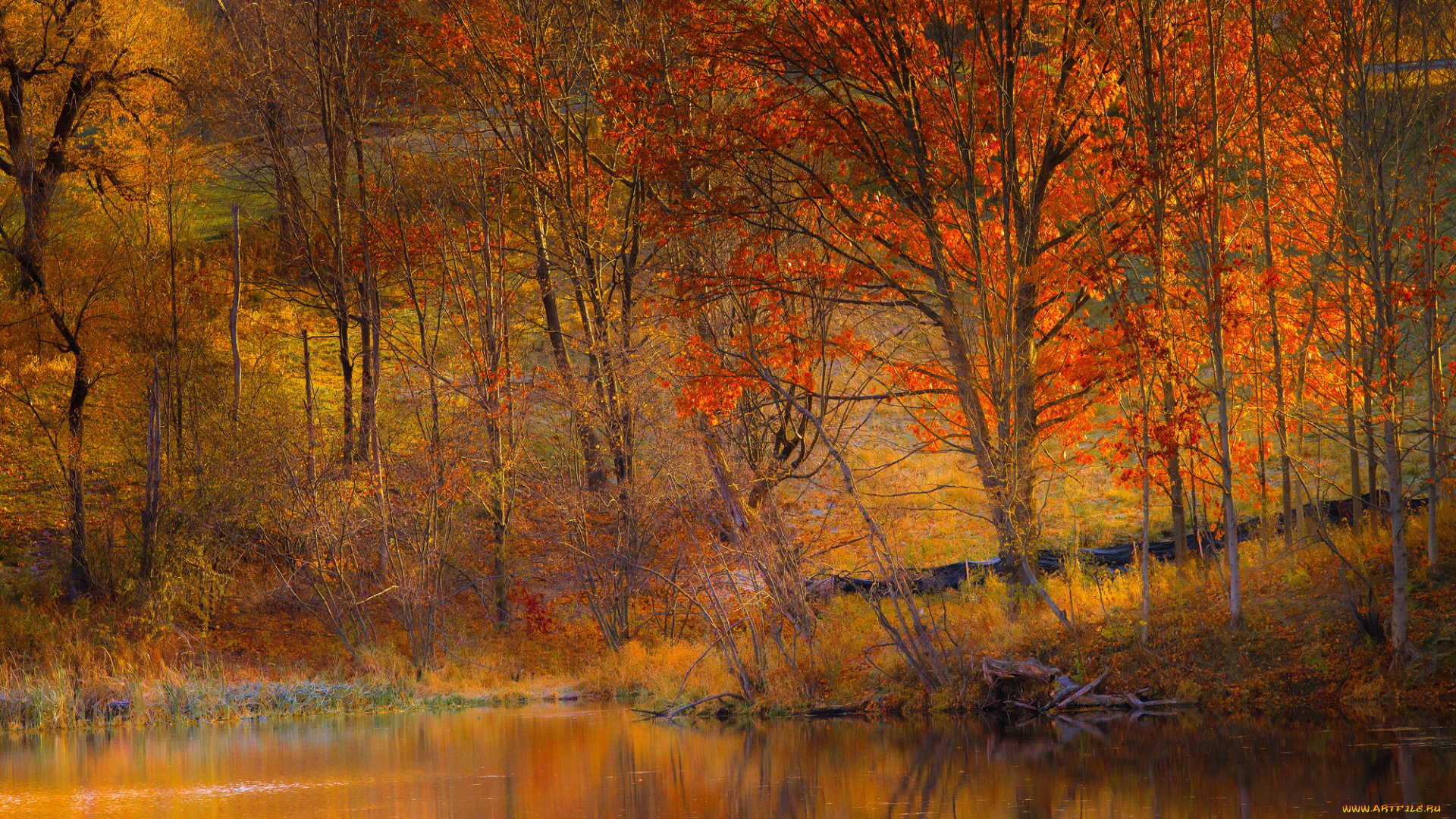 природа, лес, осень, озеро, деревья, склон