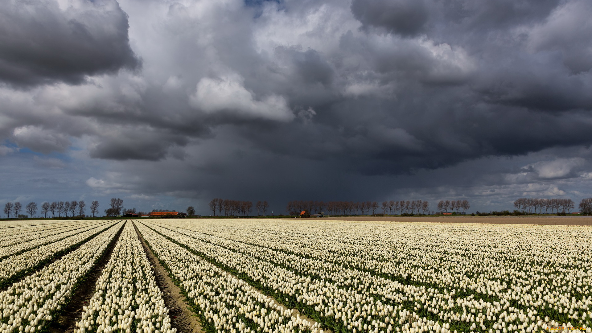 природа, поля, пейзаж, тучи, небо, тюльпаны