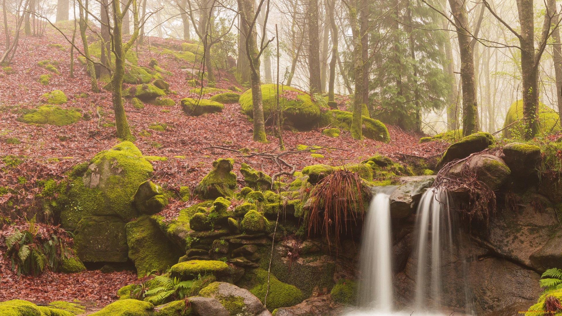 природа, водопады, лес, туман, мох, поток