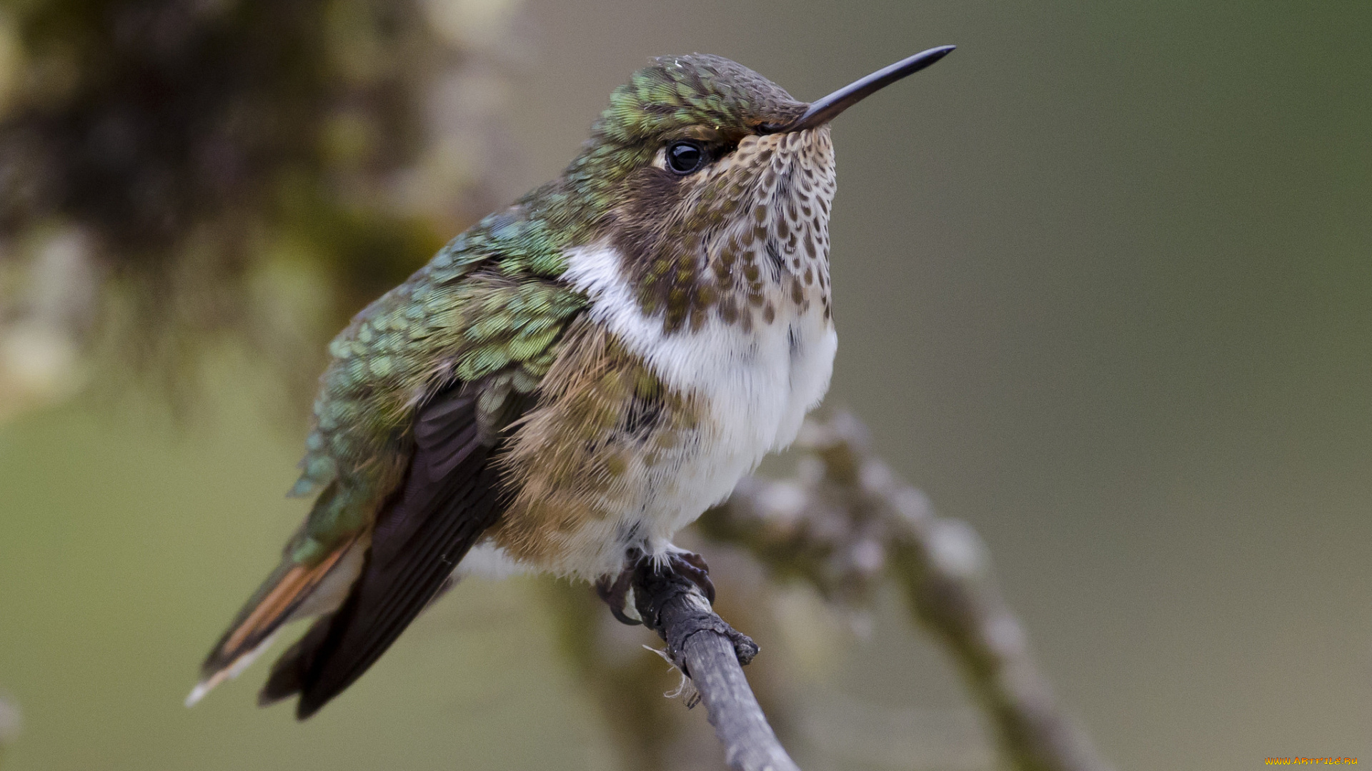 volcano, hummingbird, животные, колибри, птичка, ветка