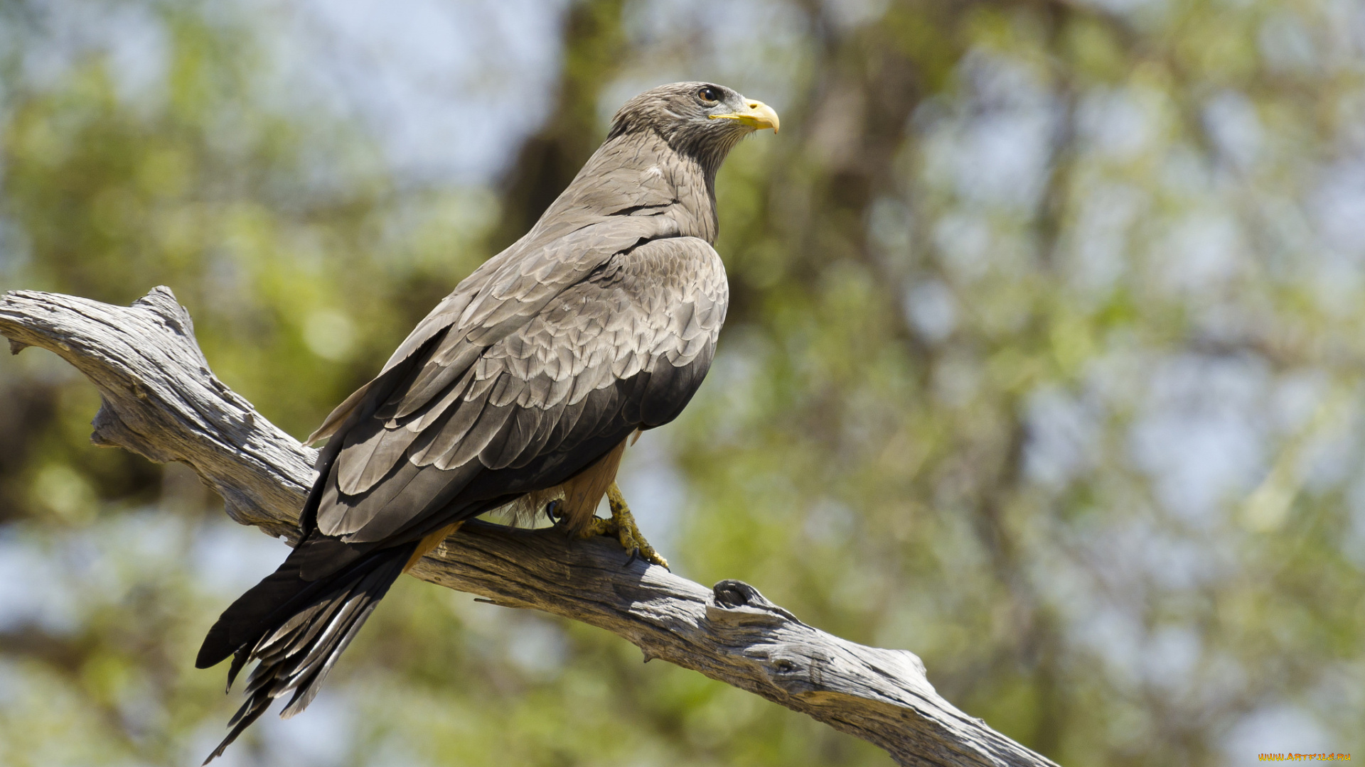 yellow-billed, kite, животные, птицы, -, хищники, охотник, птица