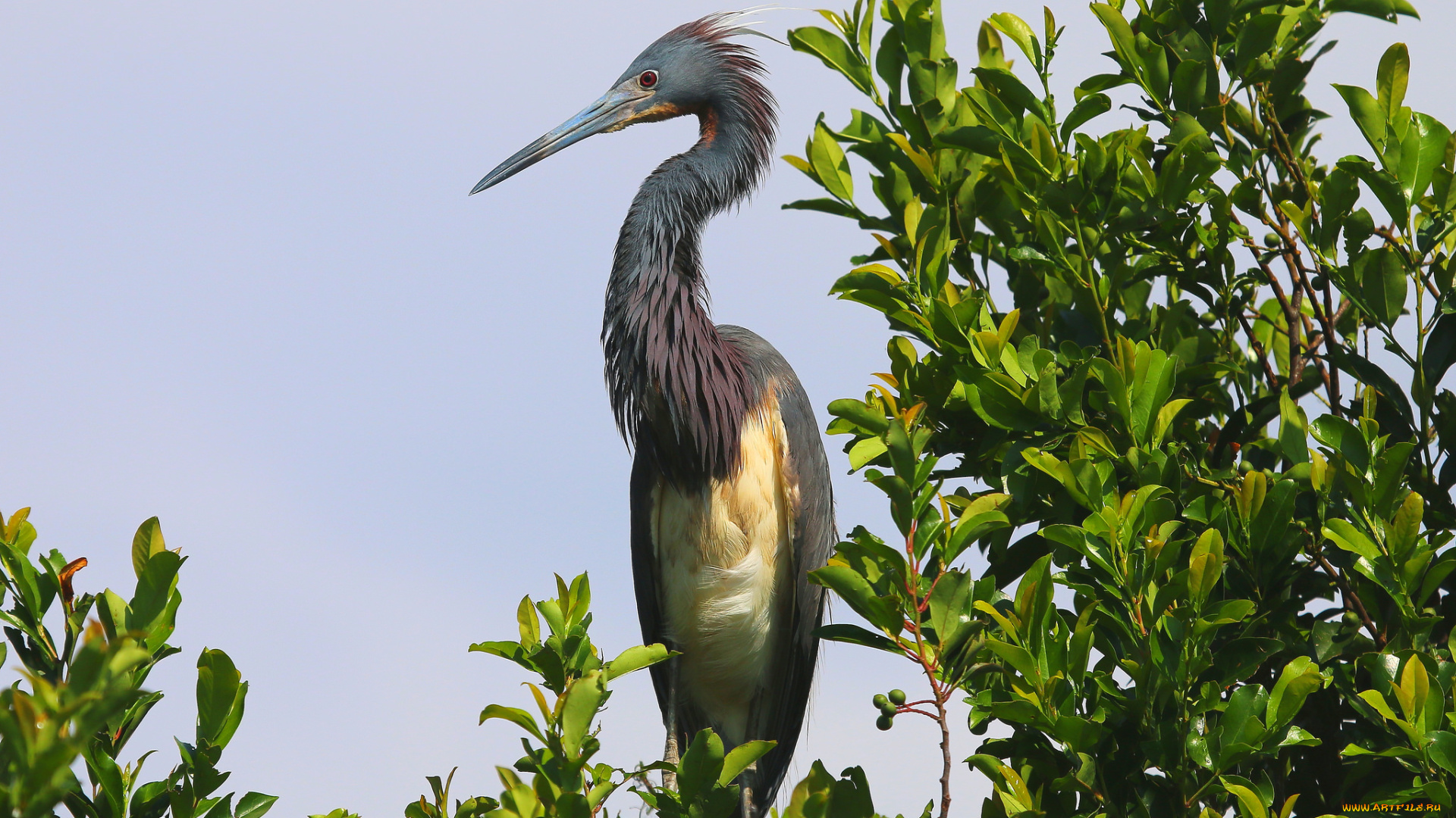 животные, цапли, стойка, цапля, дерево