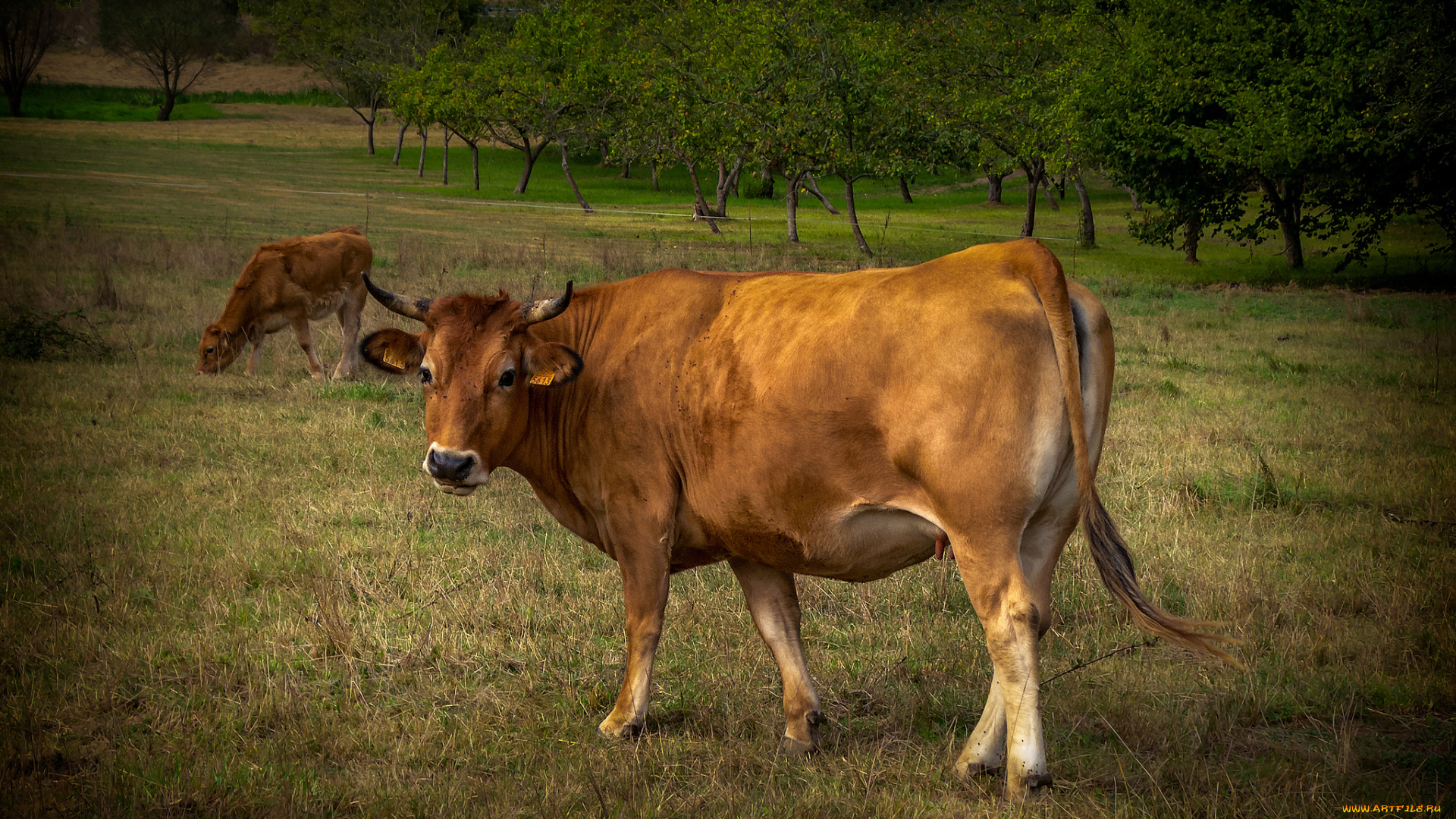 животные, коровы, , буйволы, корова, выпас, луг