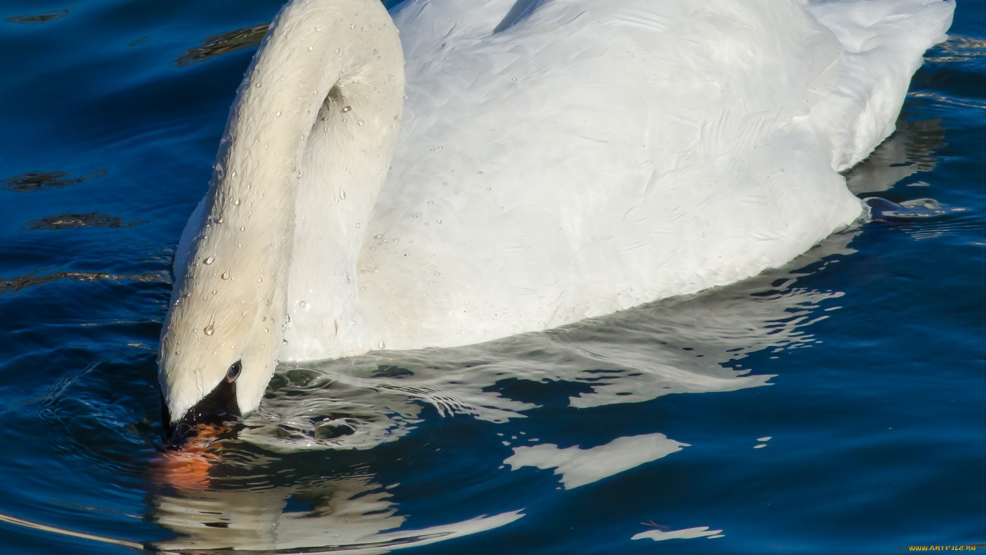 животные, лебеди, вода, капли, грация, птица, белый