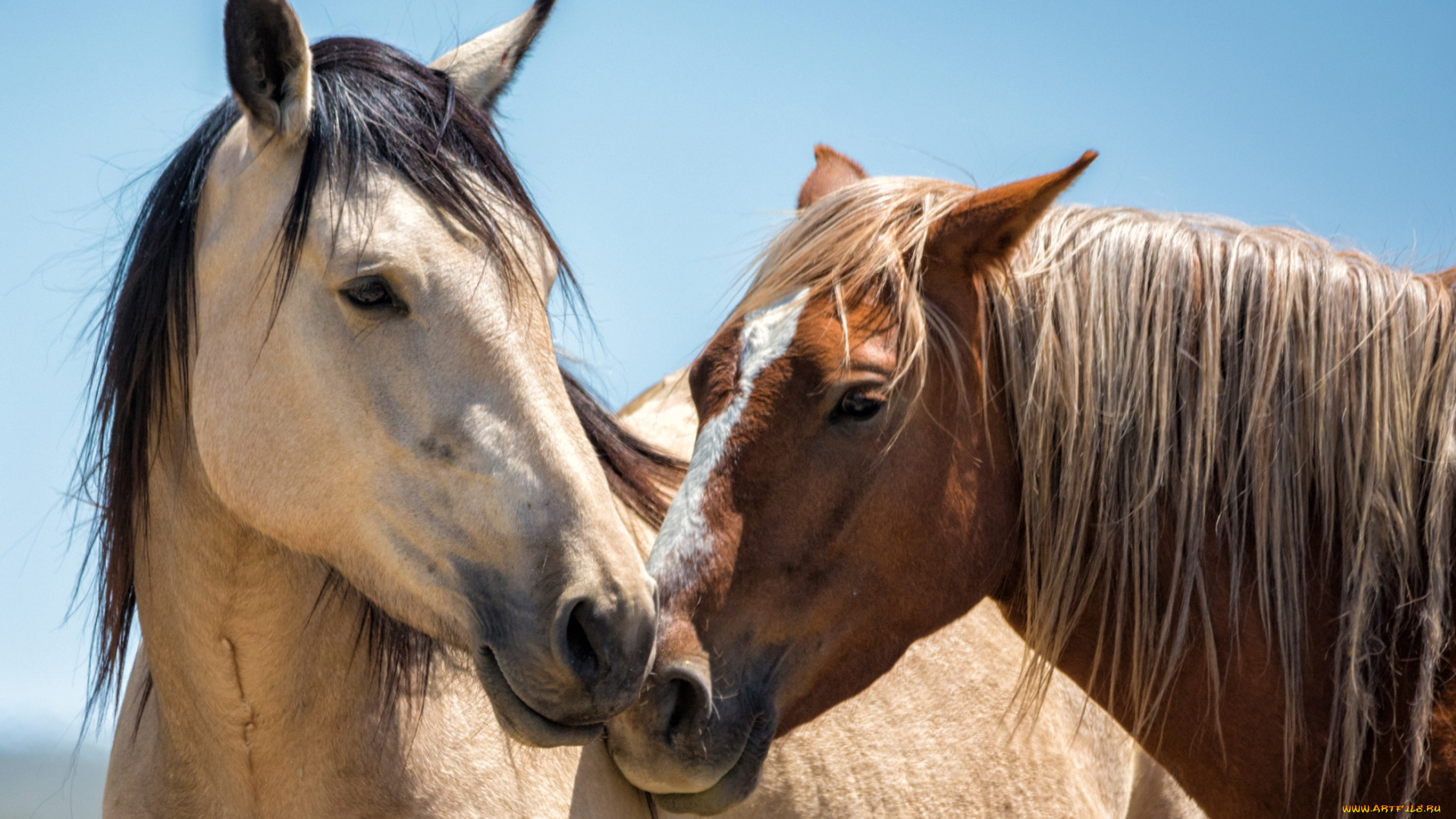 животные, лошади, кони