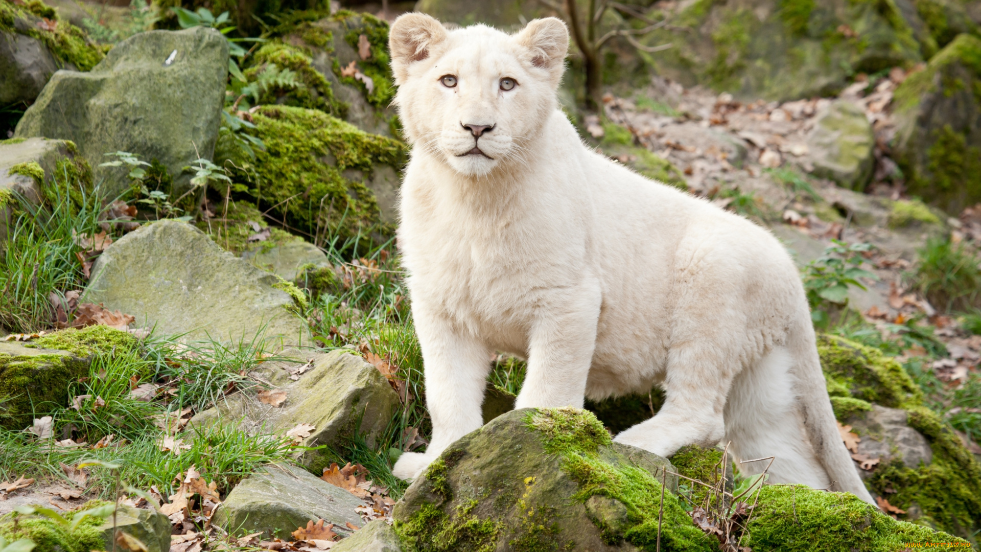 животные, львы, белый