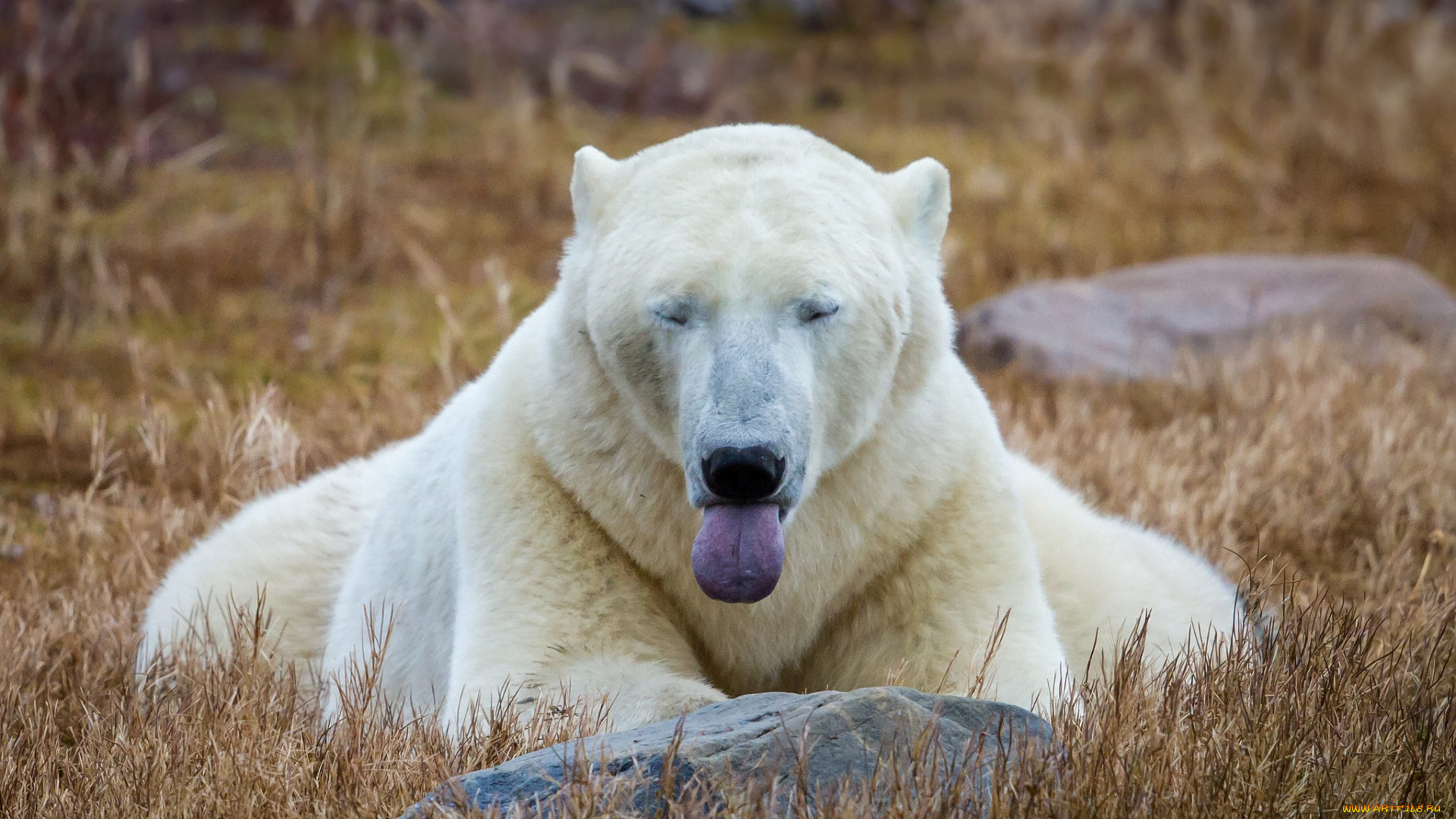 животные, медведи, белый