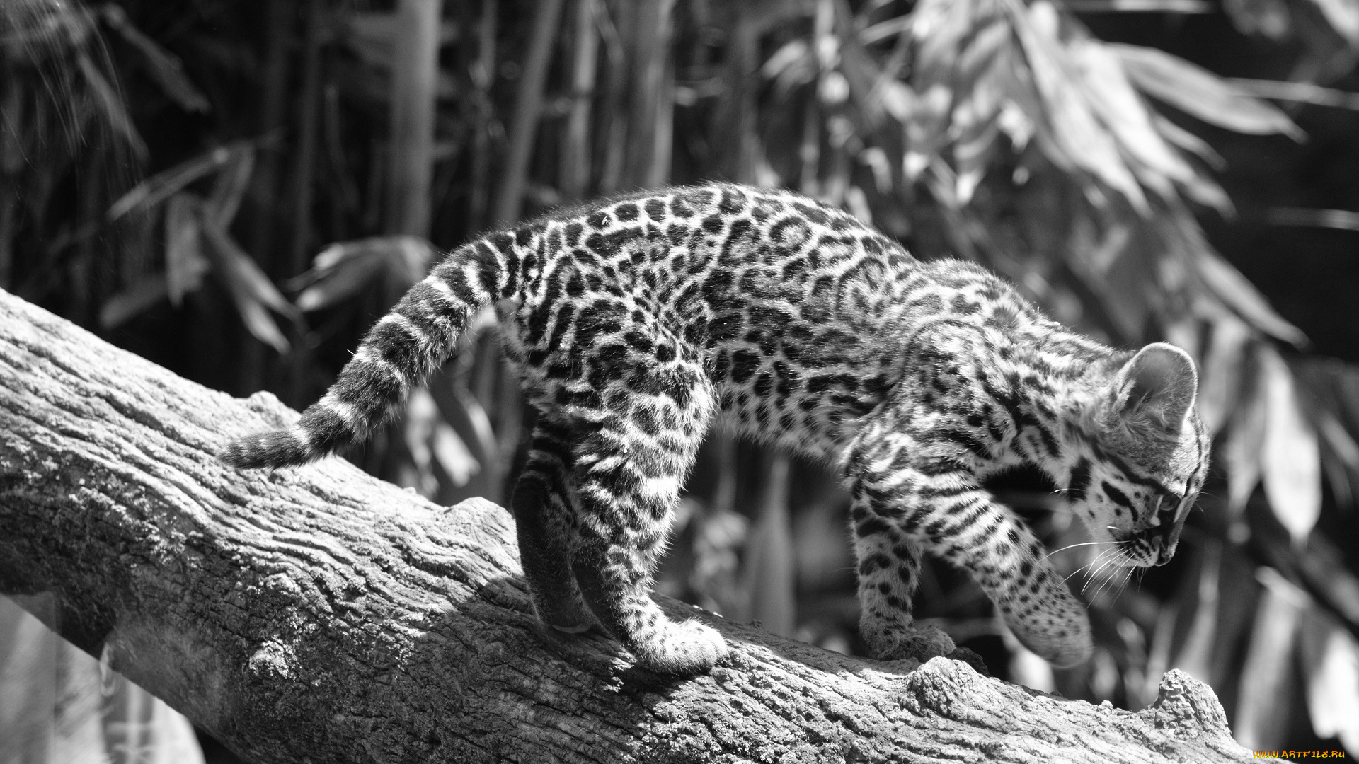 животные, оцелоты, черно-белое, подросток, кошка, бревно