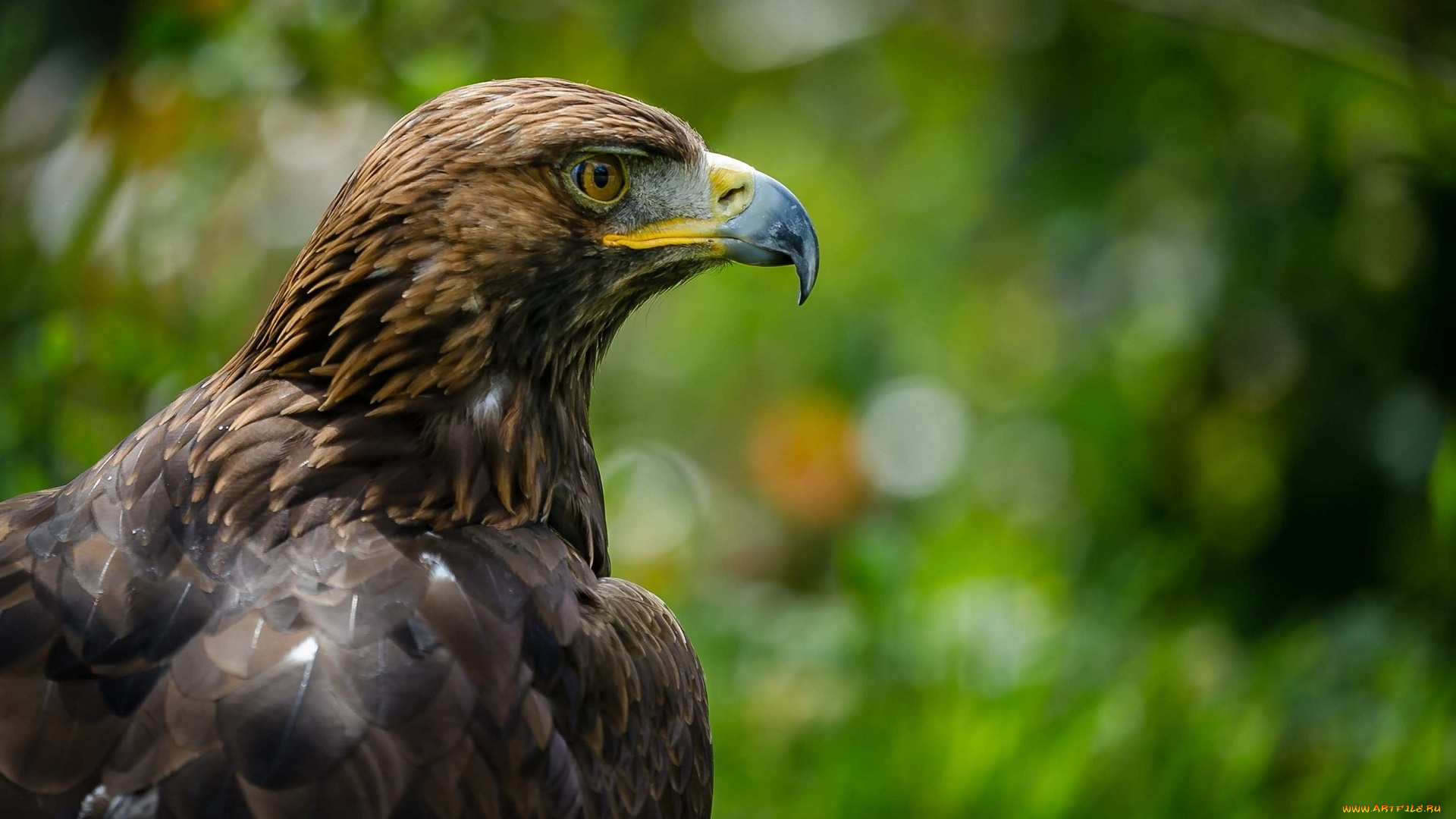 животные, птицы, -, хищники, гордый, клюв, профиль, орел