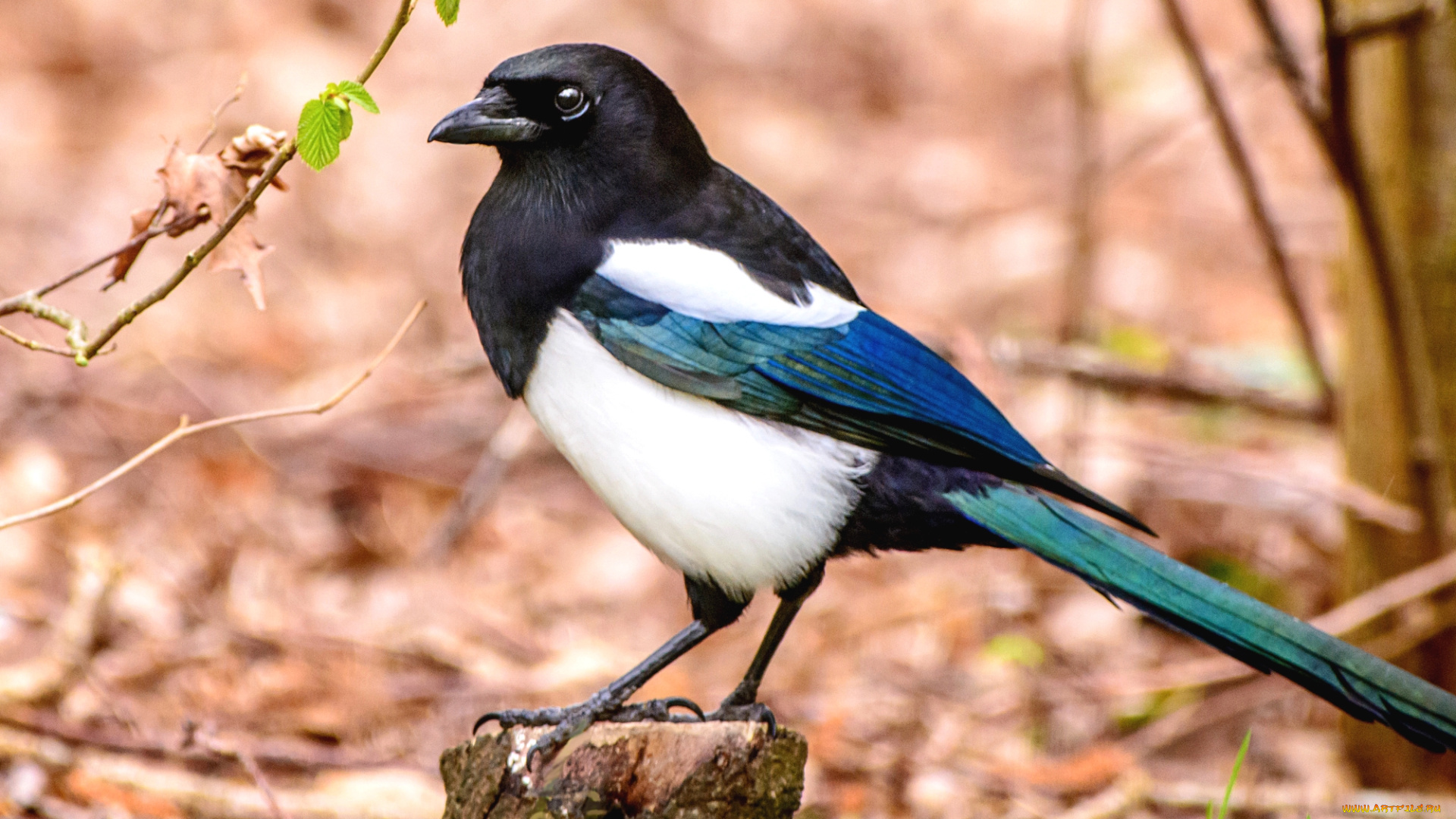 животные, птицы, сорока