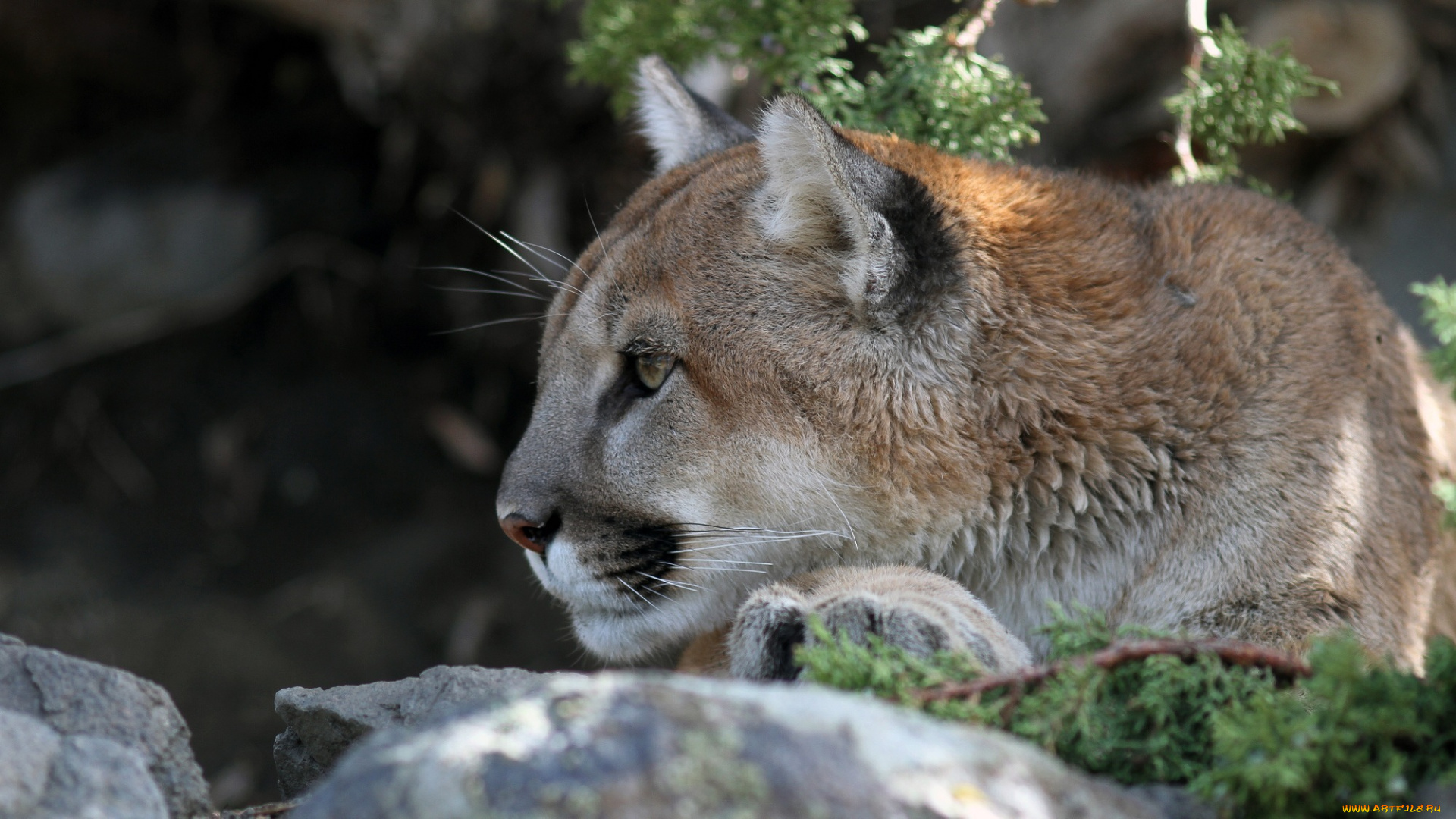 животные, пумы, профиль, кугуар, морда, хищник, мех