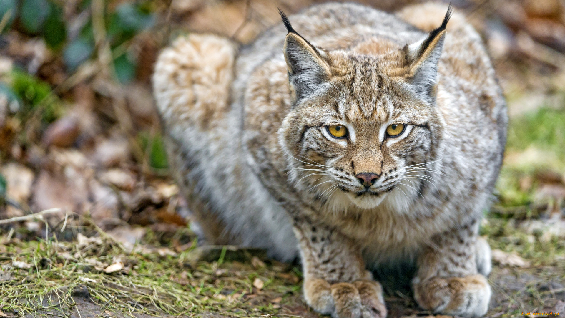 животные, рыси, кошка