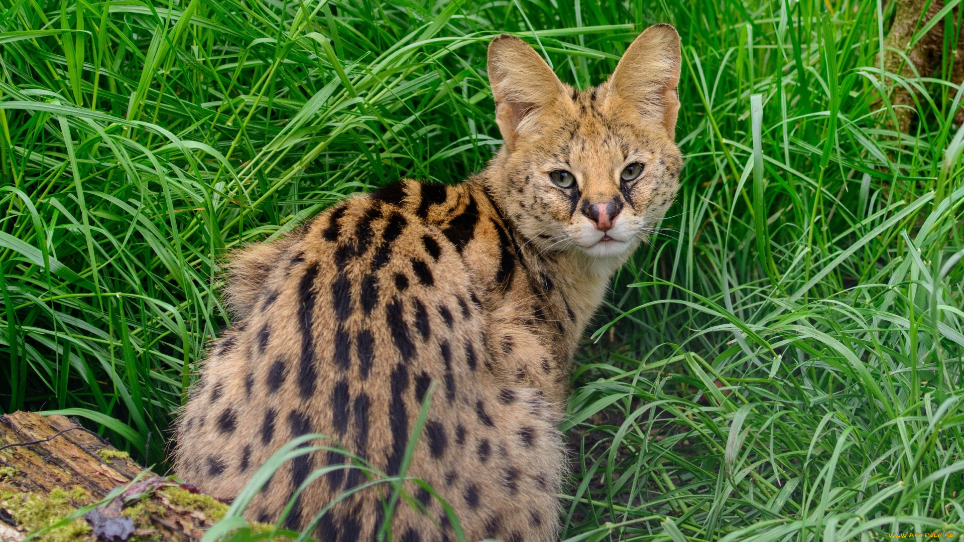 животные, сервалы, пятна, кошка, трава, шерсть