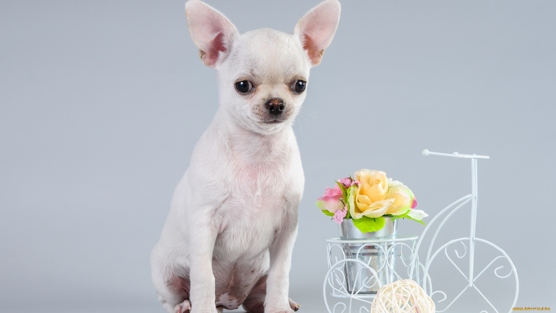 животные, собаки, чихуахуа