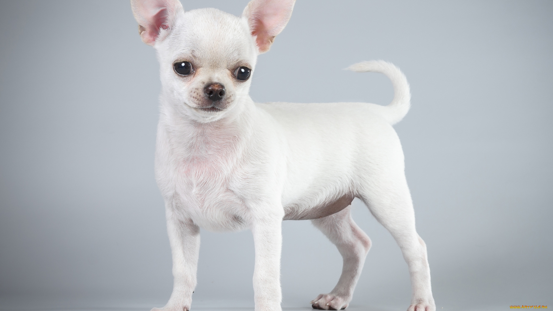 животные, собаки, чихуахуа
