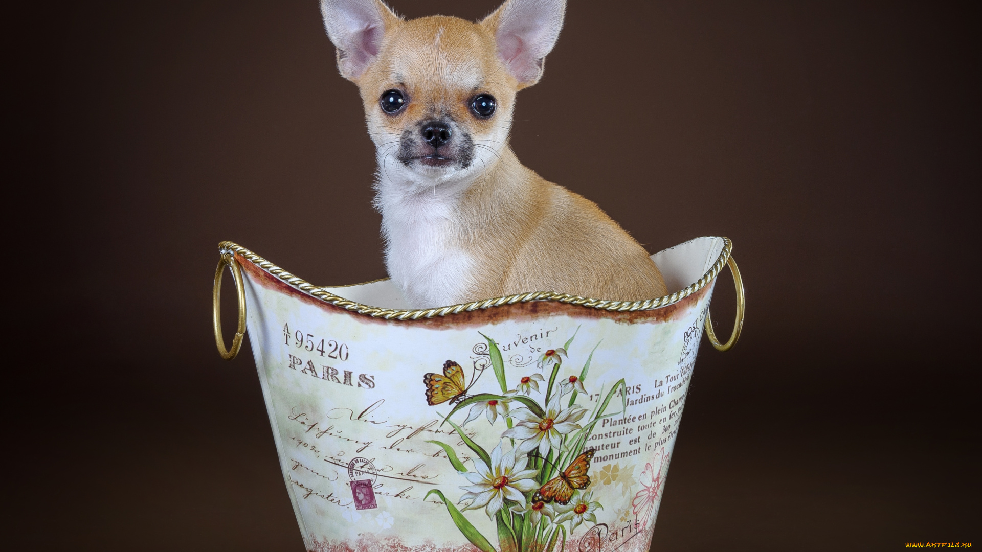 животные, собаки, чихуахуа