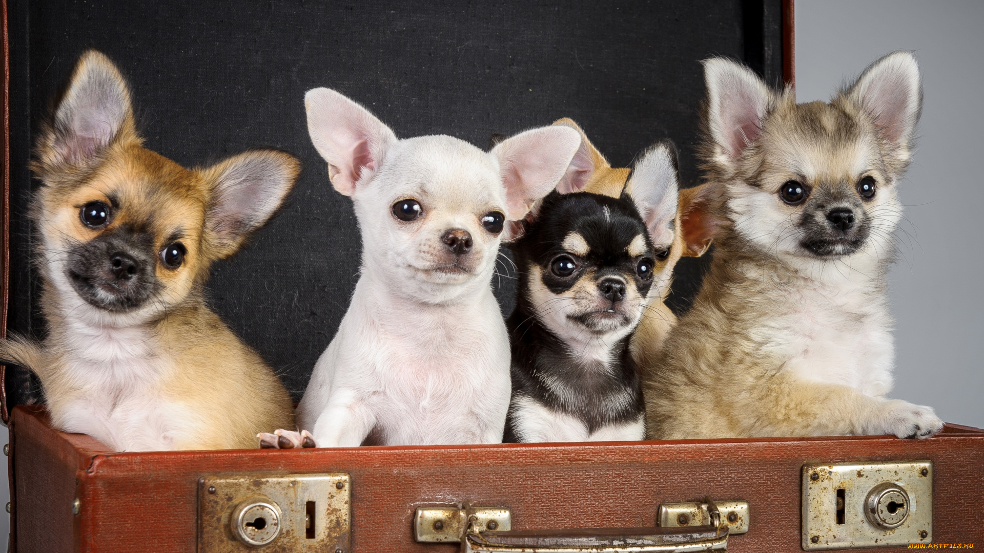 животные, собаки, чихуахуа