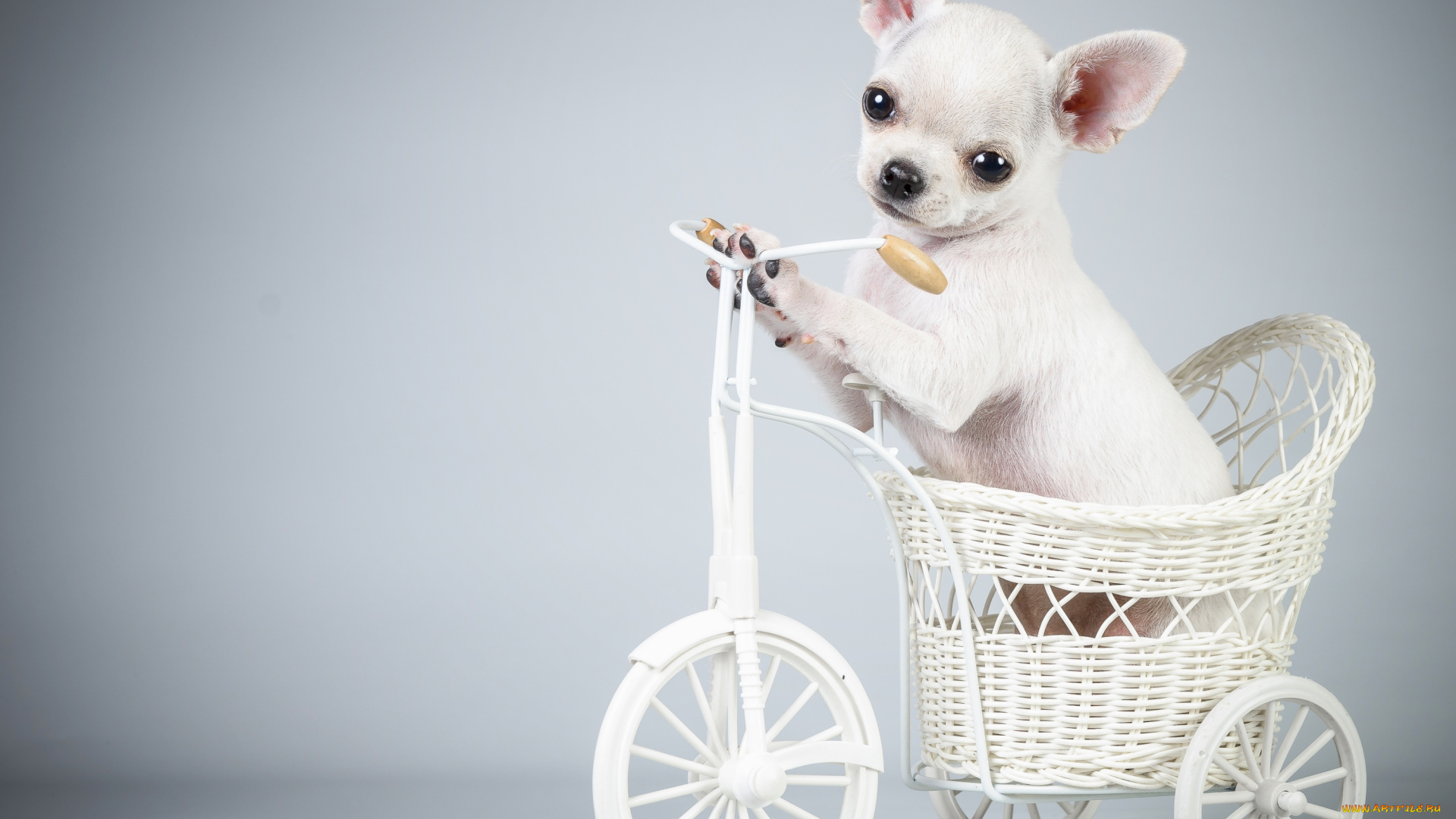 животные, собаки, чихуахуа