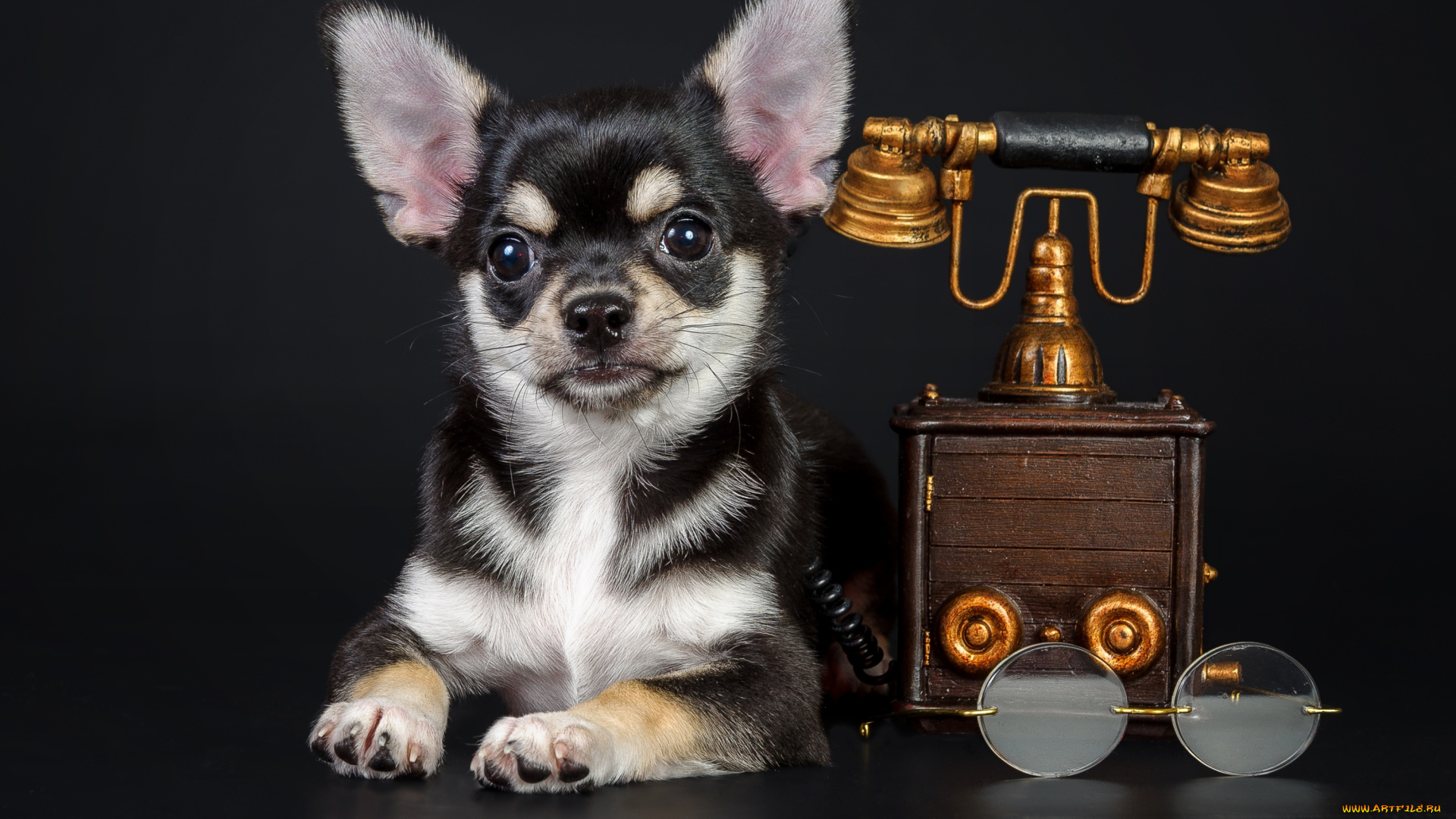 животные, собаки, чихуахуа