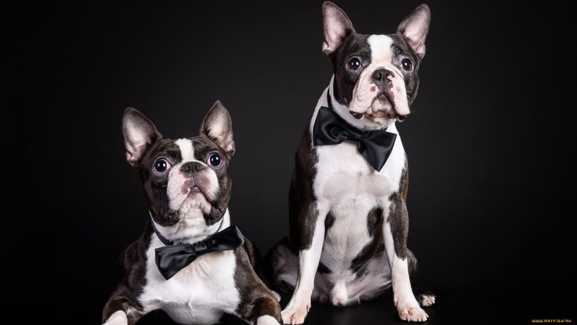 животные, собаки, джентльмены