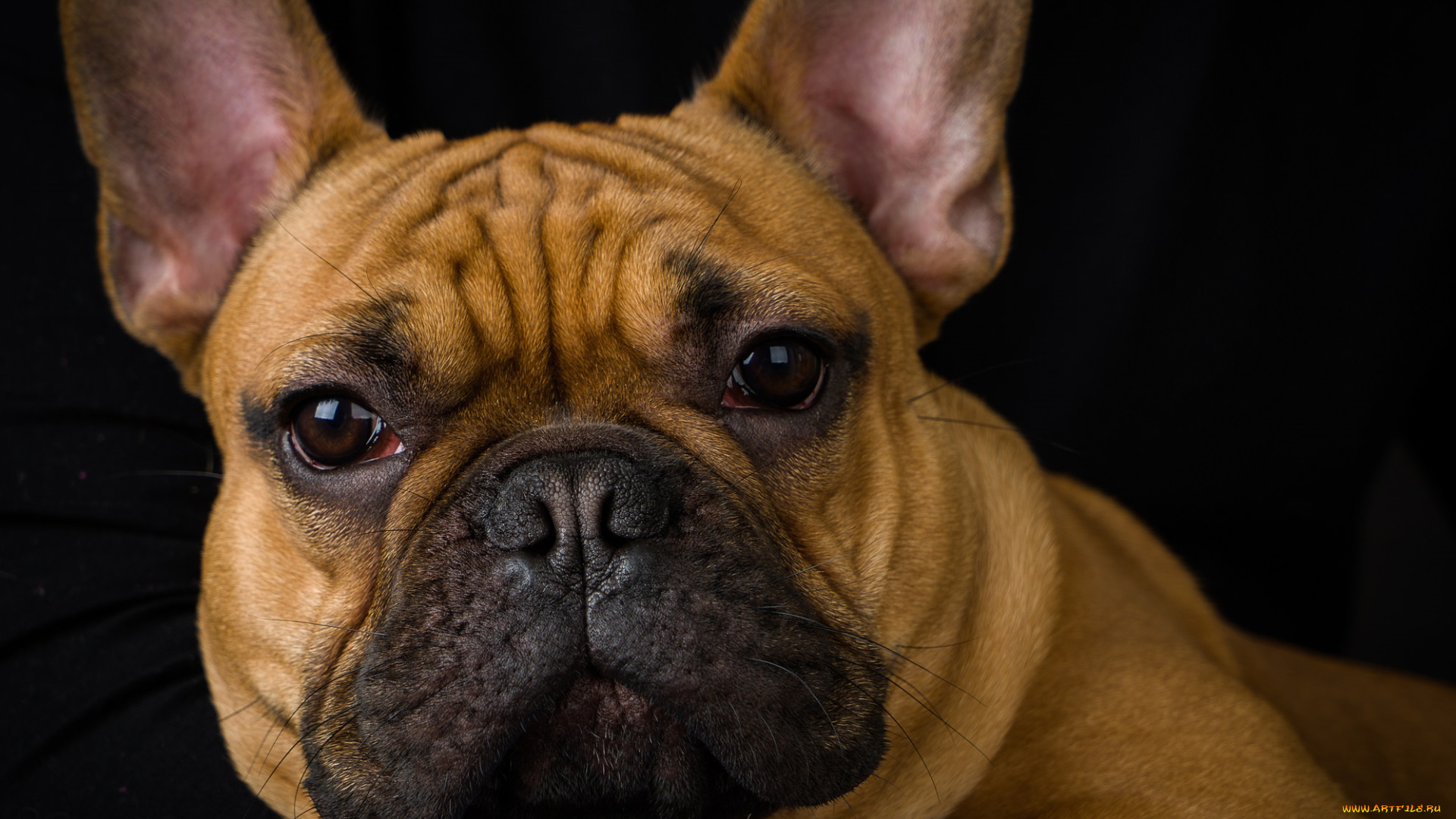 животные, собаки, взгляд, морда, пес
