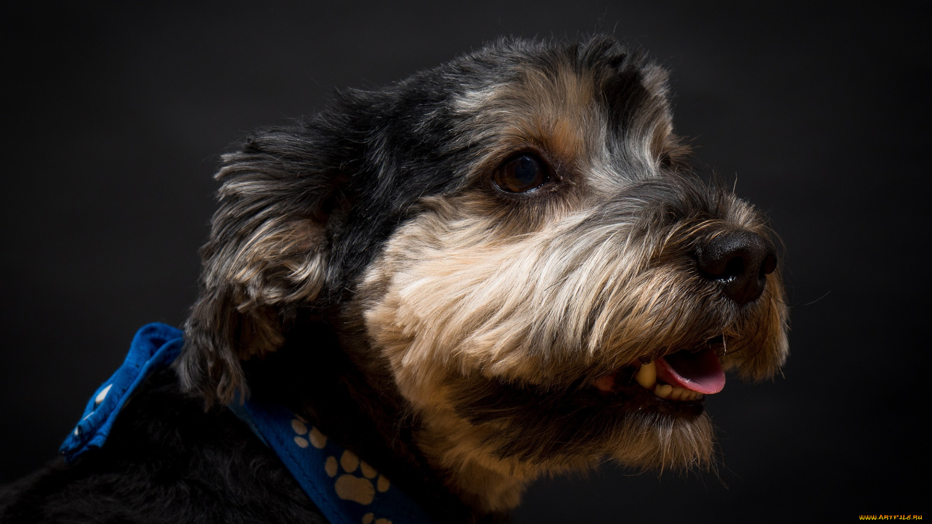 животные, собаки, взгляд, морда, пес