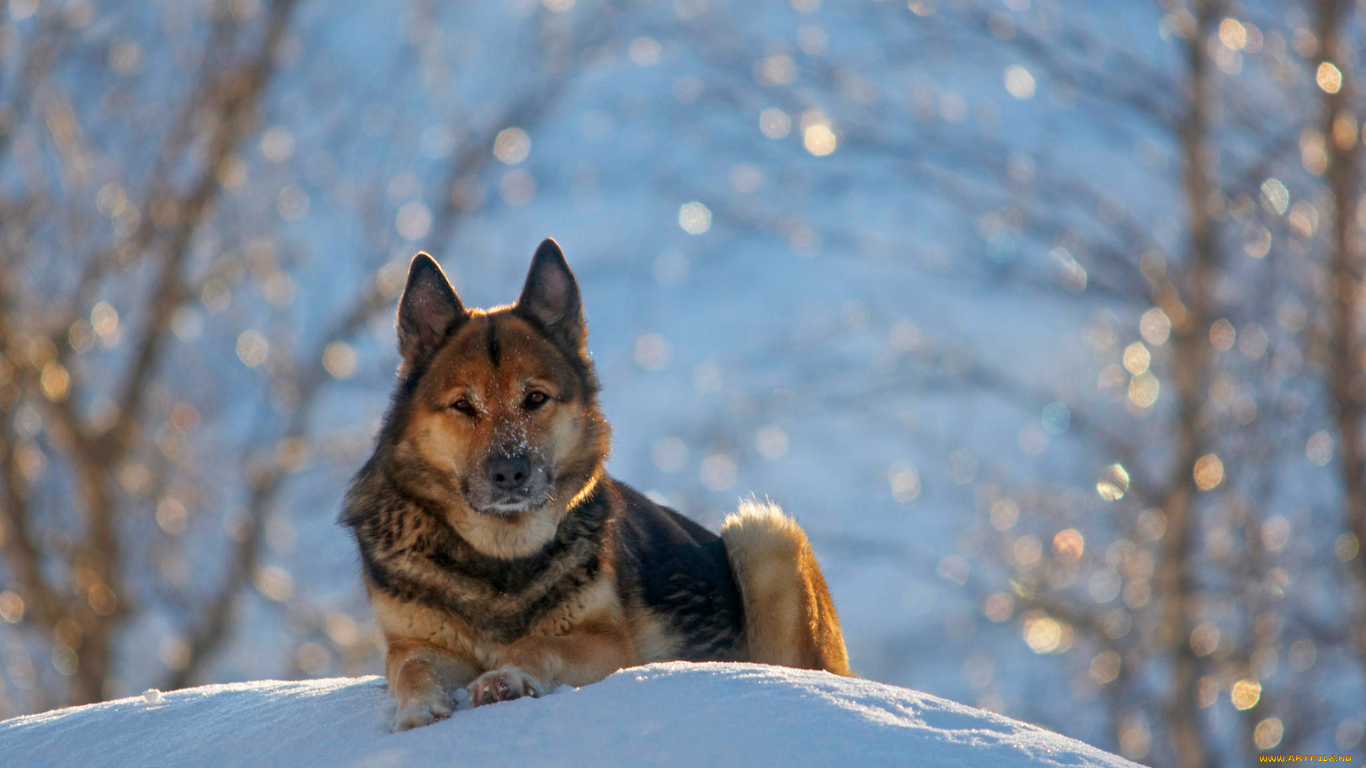 животные, собаки, зима, немецкая, овчарка, german, shepherd, снег, природа