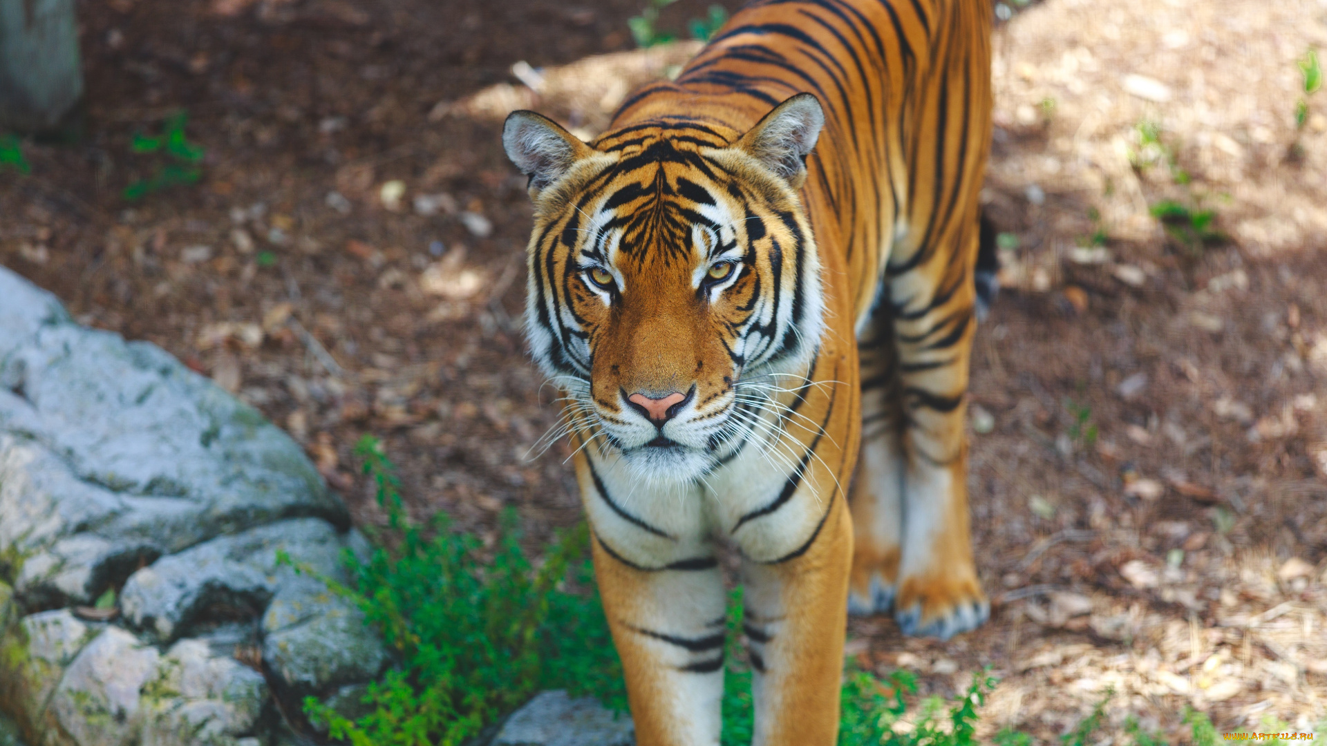 животные, тигры, интерес, внимание, морда, кошка