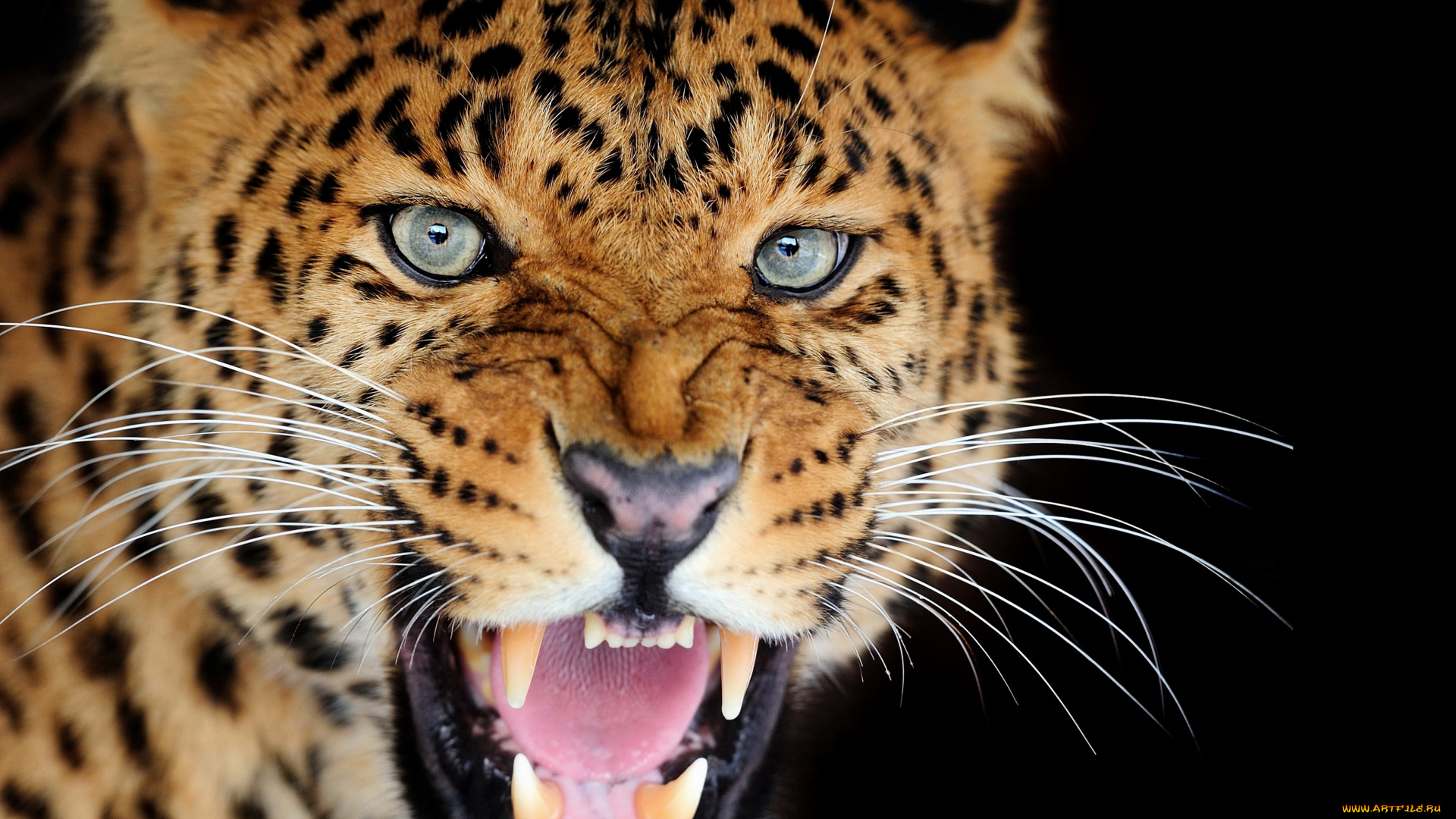 животные, тигры, тигр, кошки