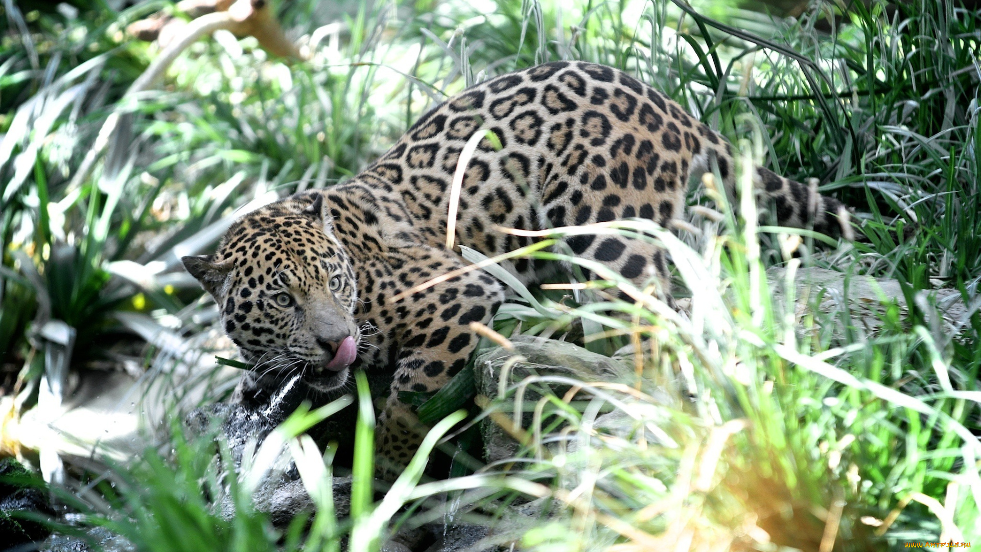 животные, Ягуары, заросли, молодой, пятна, кошка