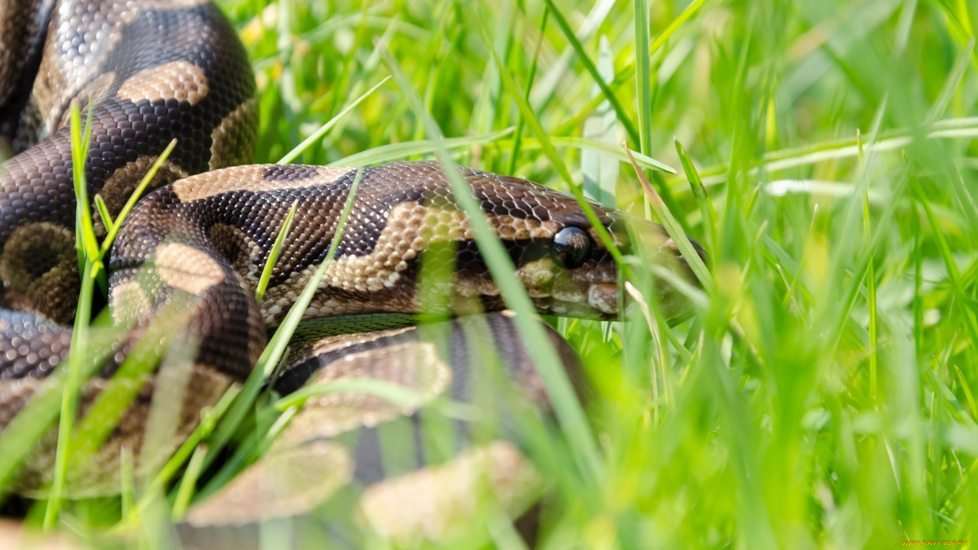 животные, змеи, , питоны, , кобры, чешуя, змея, трава