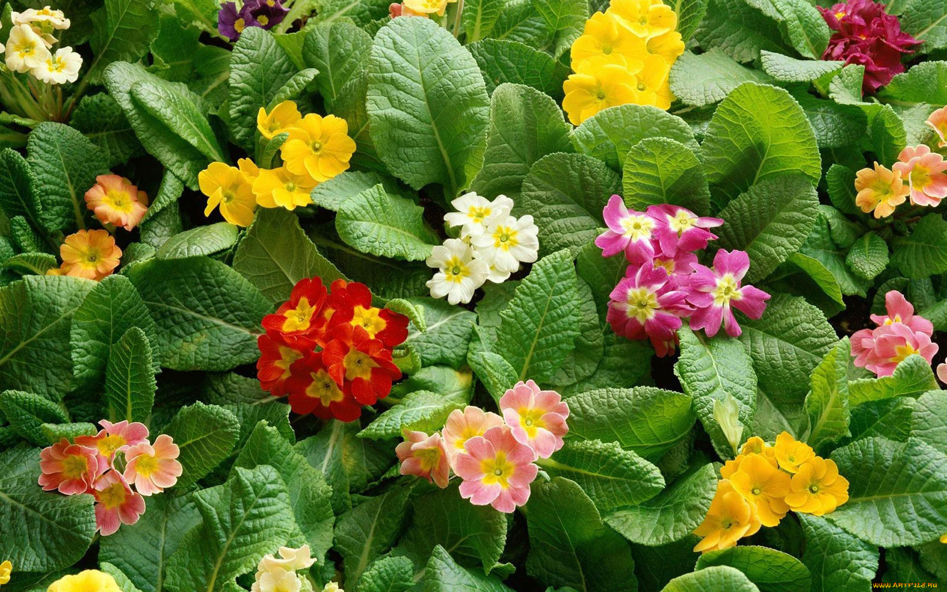 цветы, примулы, листья