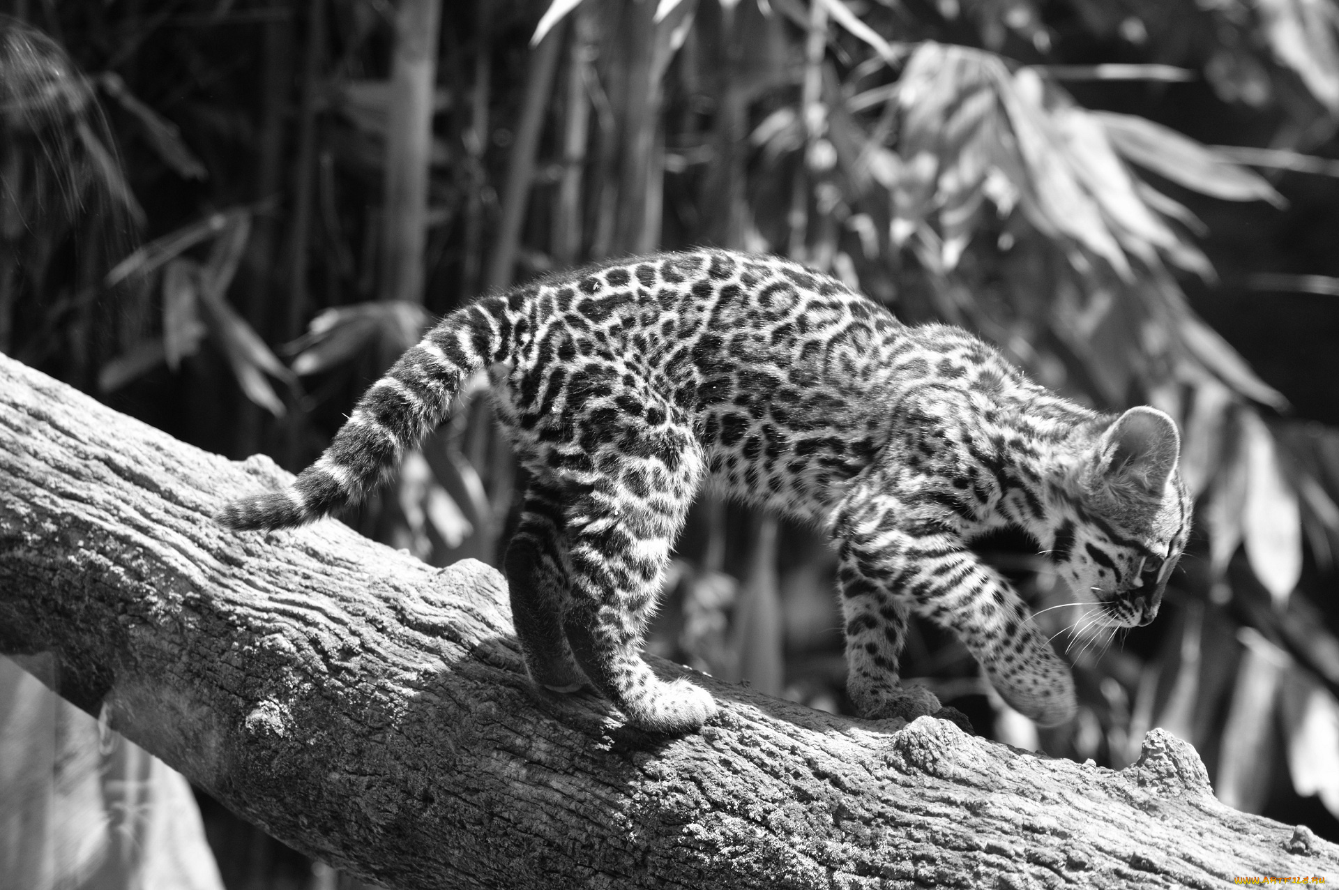 животные, оцелоты, черно-белое, подросток, кошка, бревно