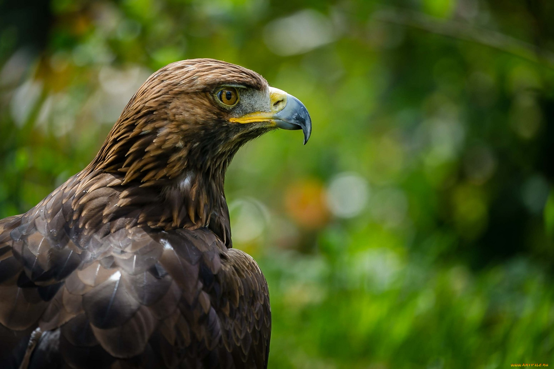 животные, птицы, -, хищники, гордый, клюв, профиль, орел